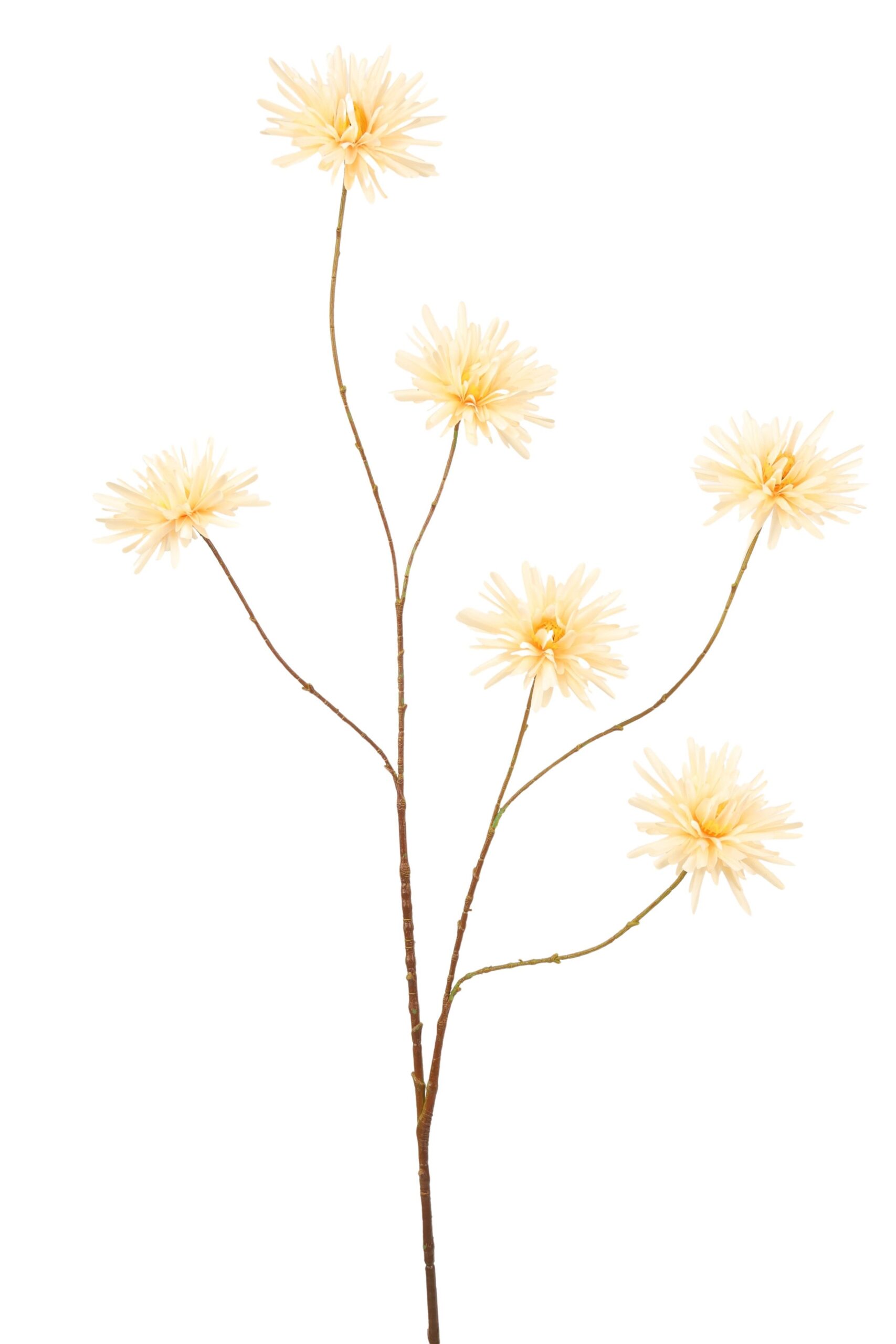 Aster tak x 6 114 cm champagne