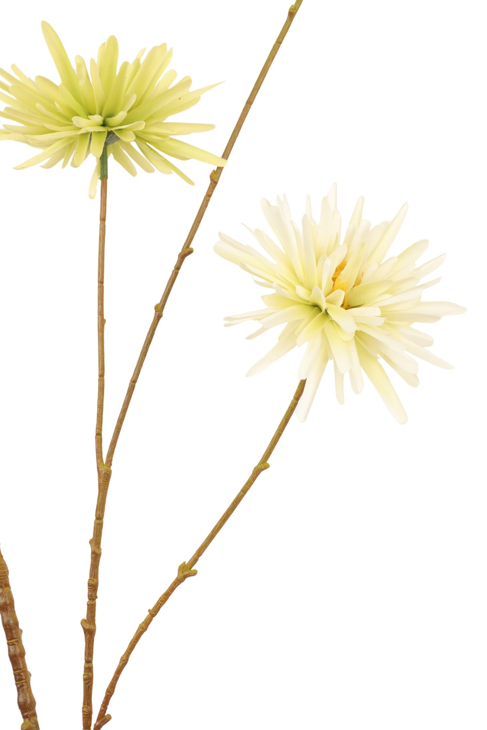 Aster tak x 6 114 cm groen, foto 2 van 2