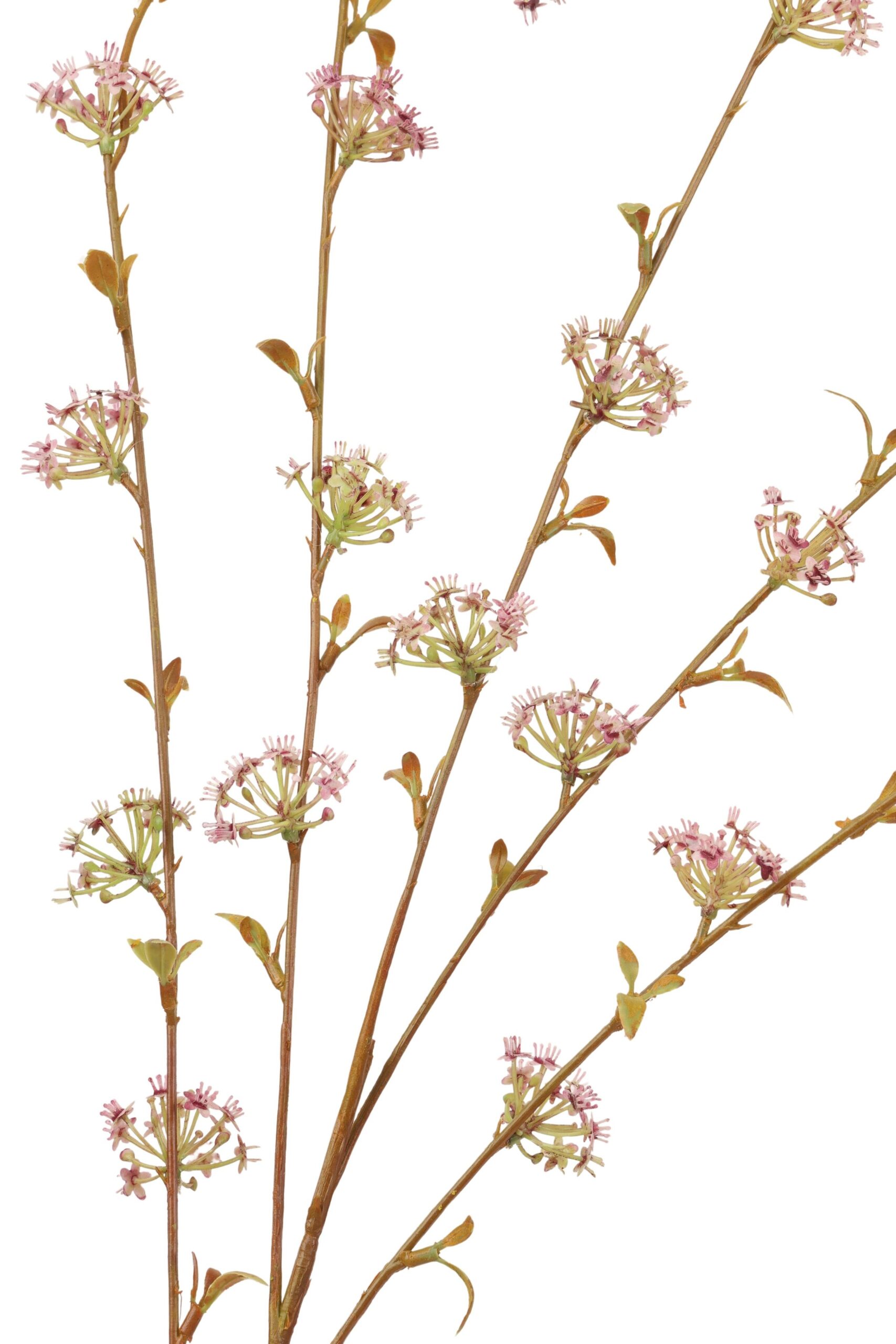 Azara bloesem tak 112 cm paars, foto 2 van 2