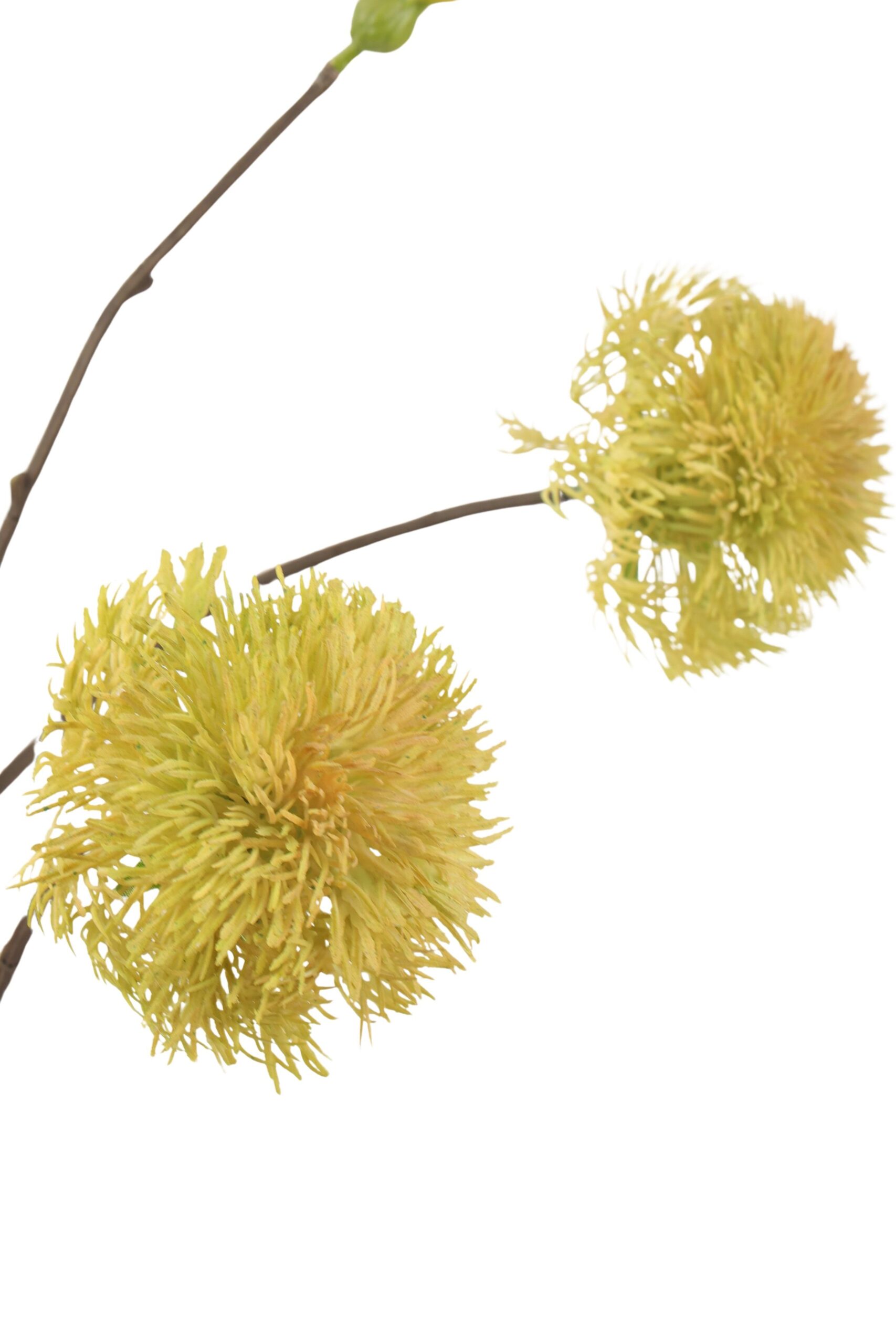 Leucospermum tak x 5 105 cm groen, foto 2 van 2