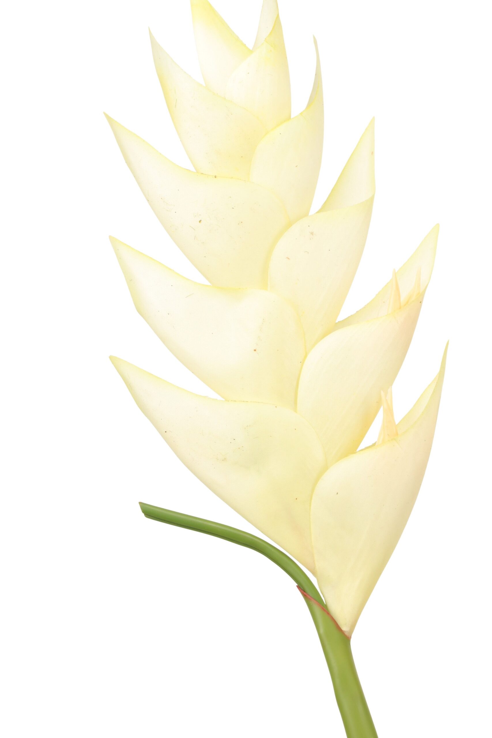 Heliconia tak 91 cm crème, foto 2 van 2