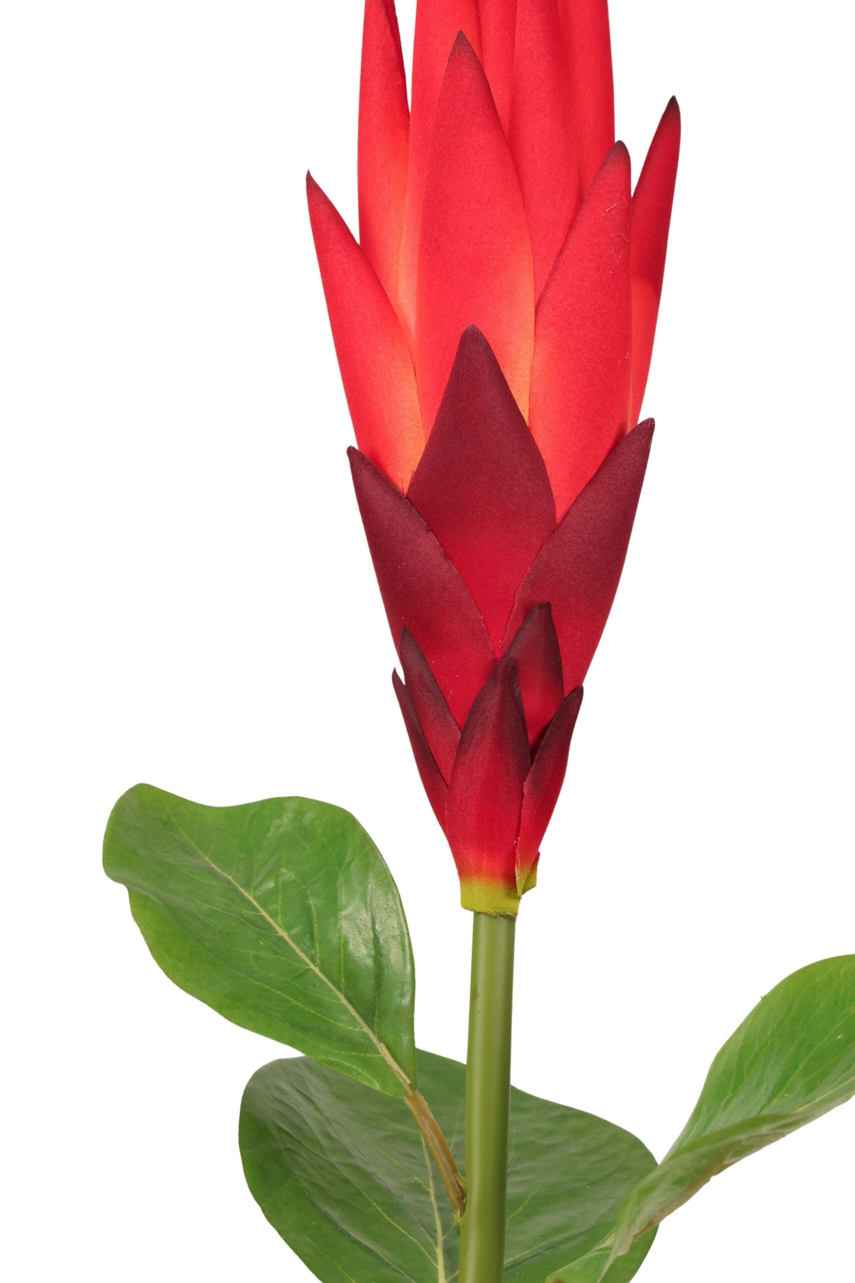 Protea tak 88 cm rood, foto 2 van 2