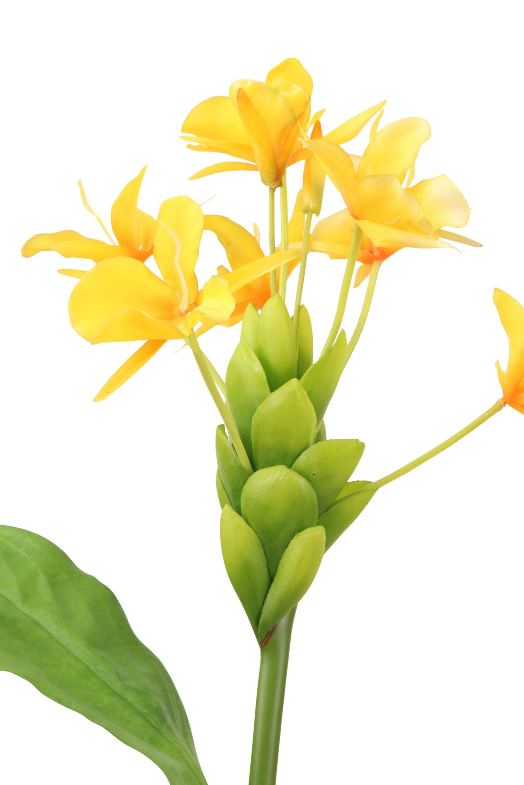 Canna lelie tak met blad 90 cm geel, foto 2 van 2