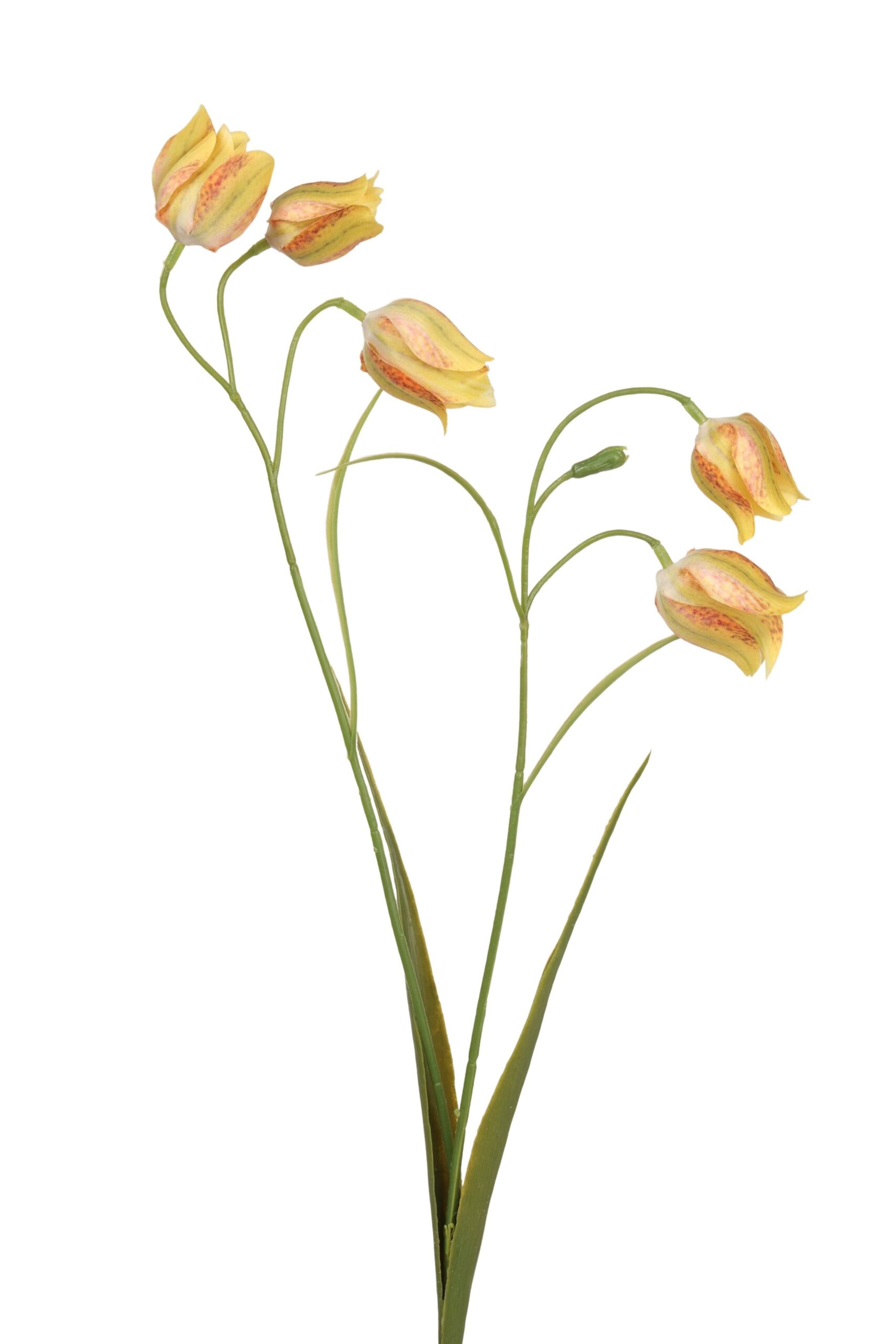 Frittularia tak 70 cm geel