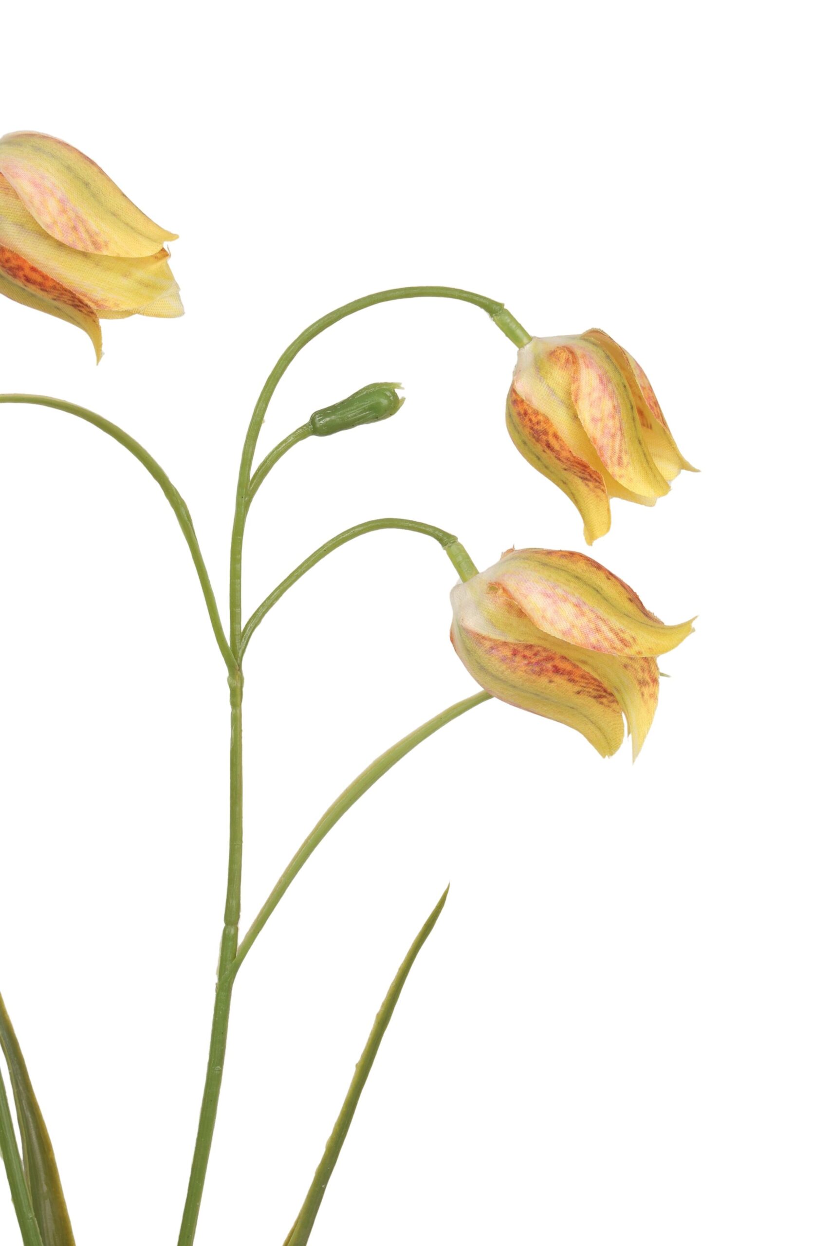 Frittularia tak 70 cm geel, foto 2 van 2