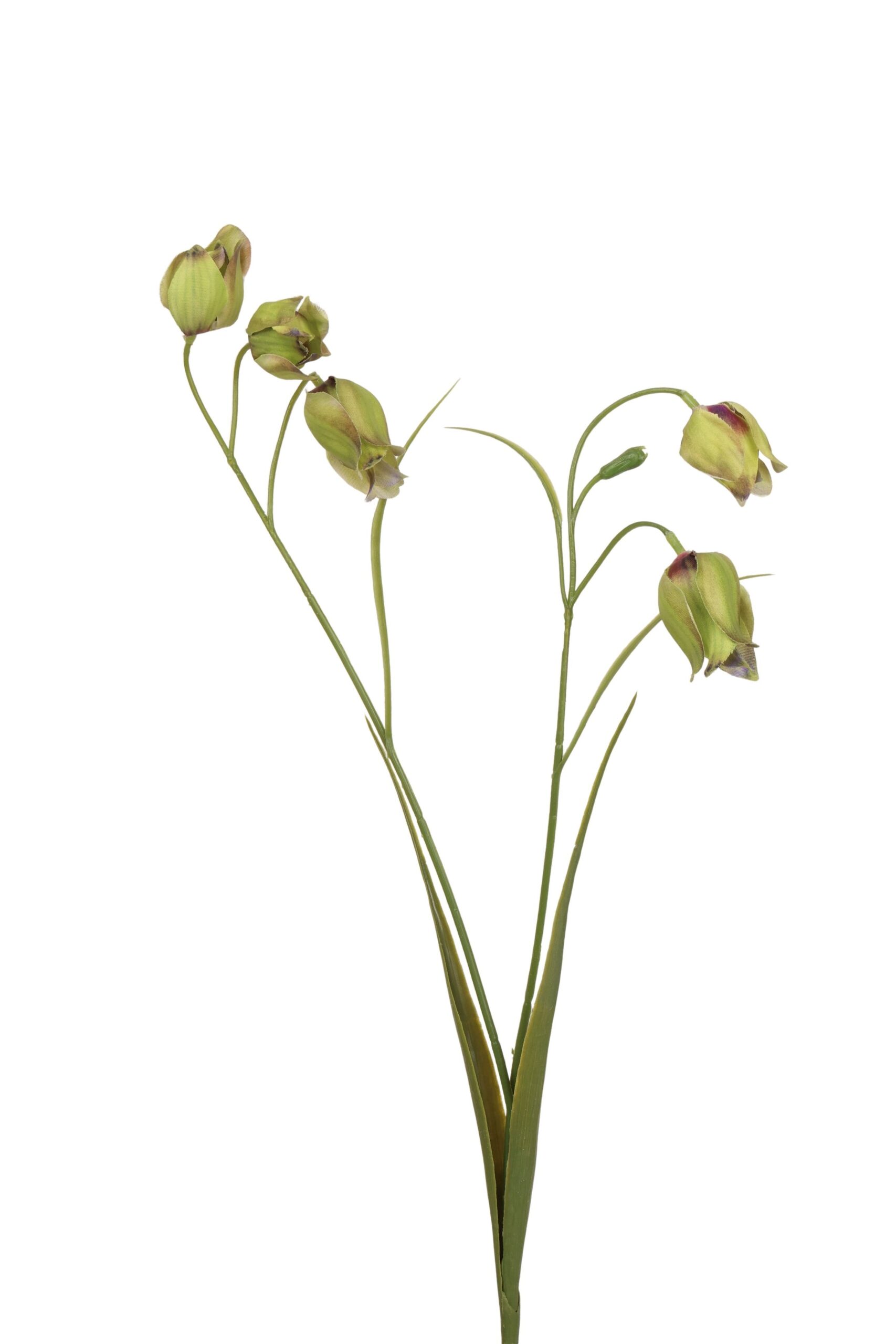 Frittularia tak 70 cm groen