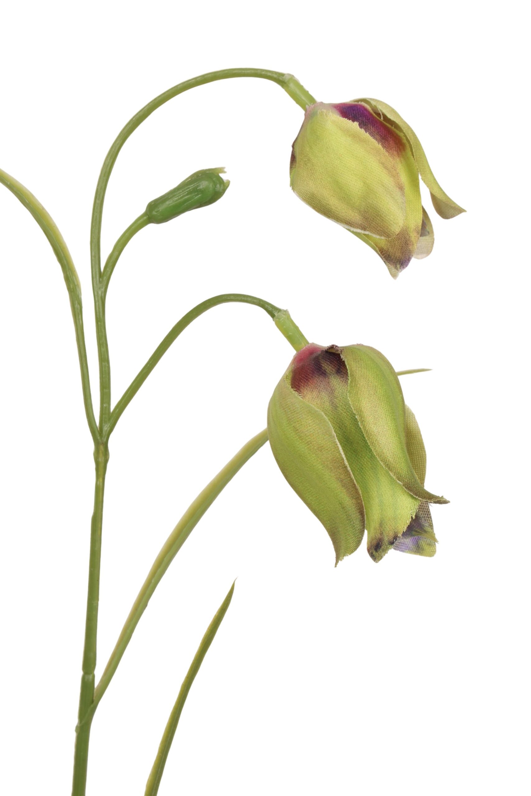 Frittularia tak 70 cm groen, foto 2 van 2