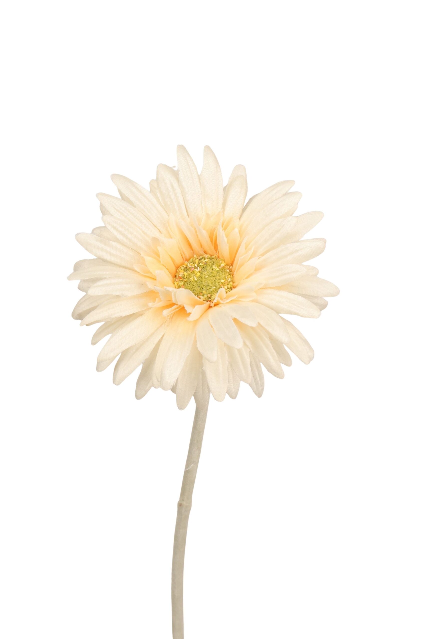 Gerbera 55 cm crème