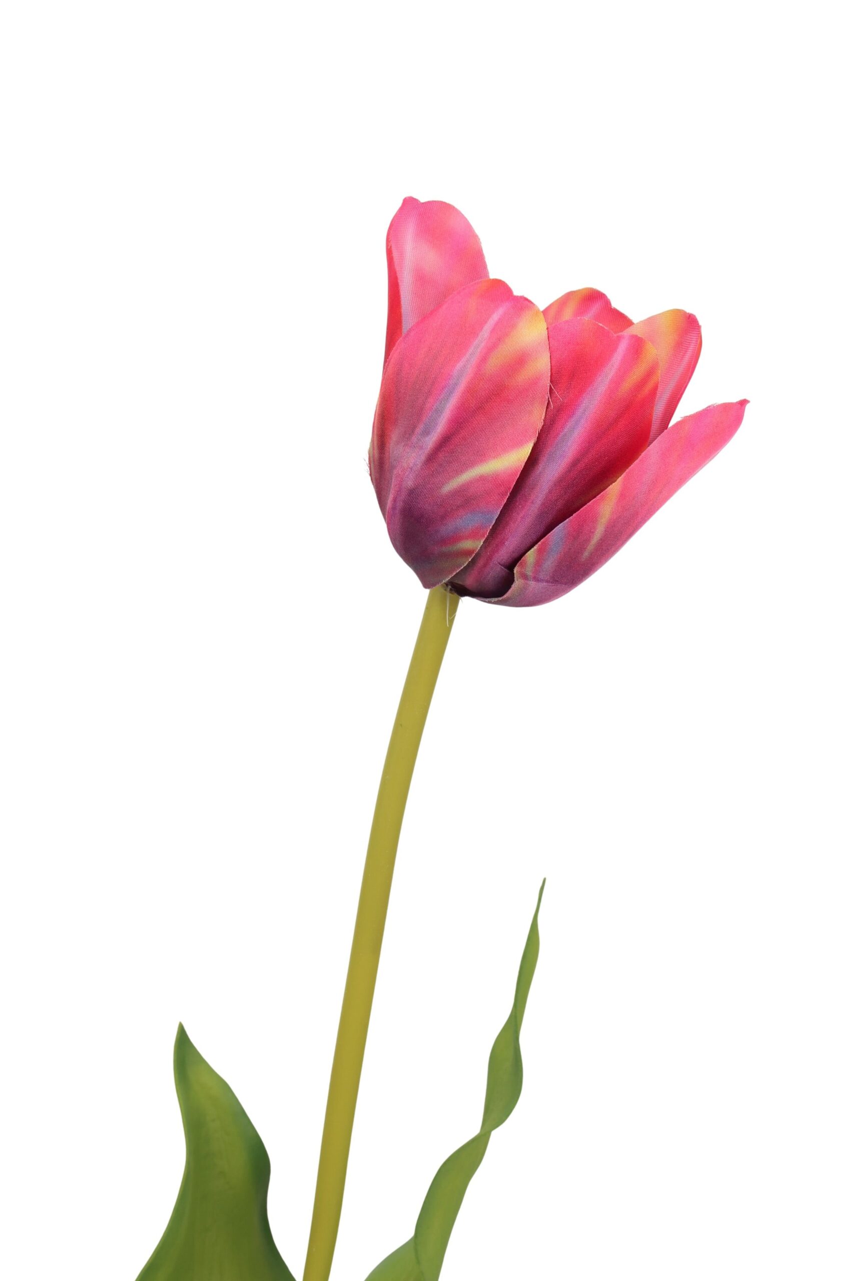 Franse tulp 72 cm rood/aubergine, foto 2 van 2
