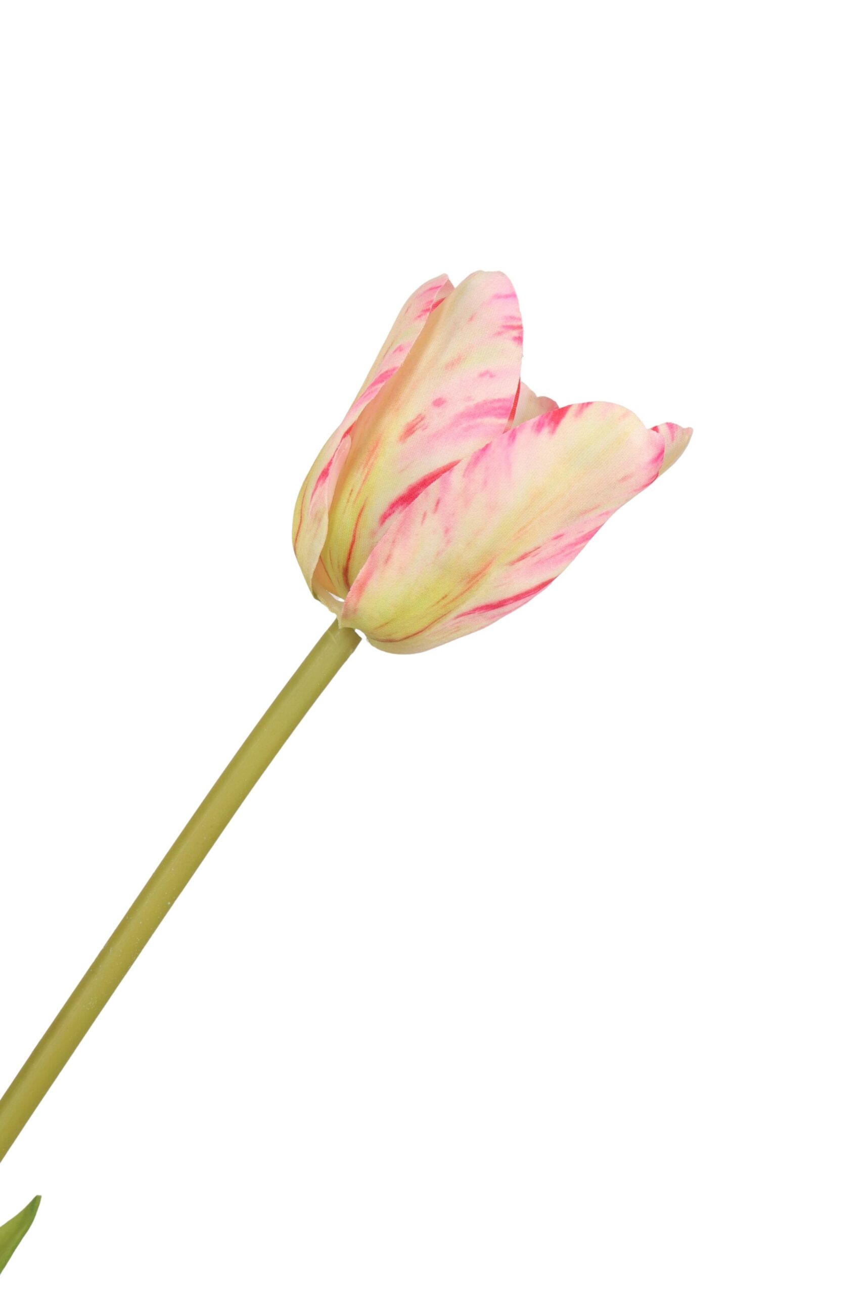 Franse tulp 72 cm rood, foto 2 van 2