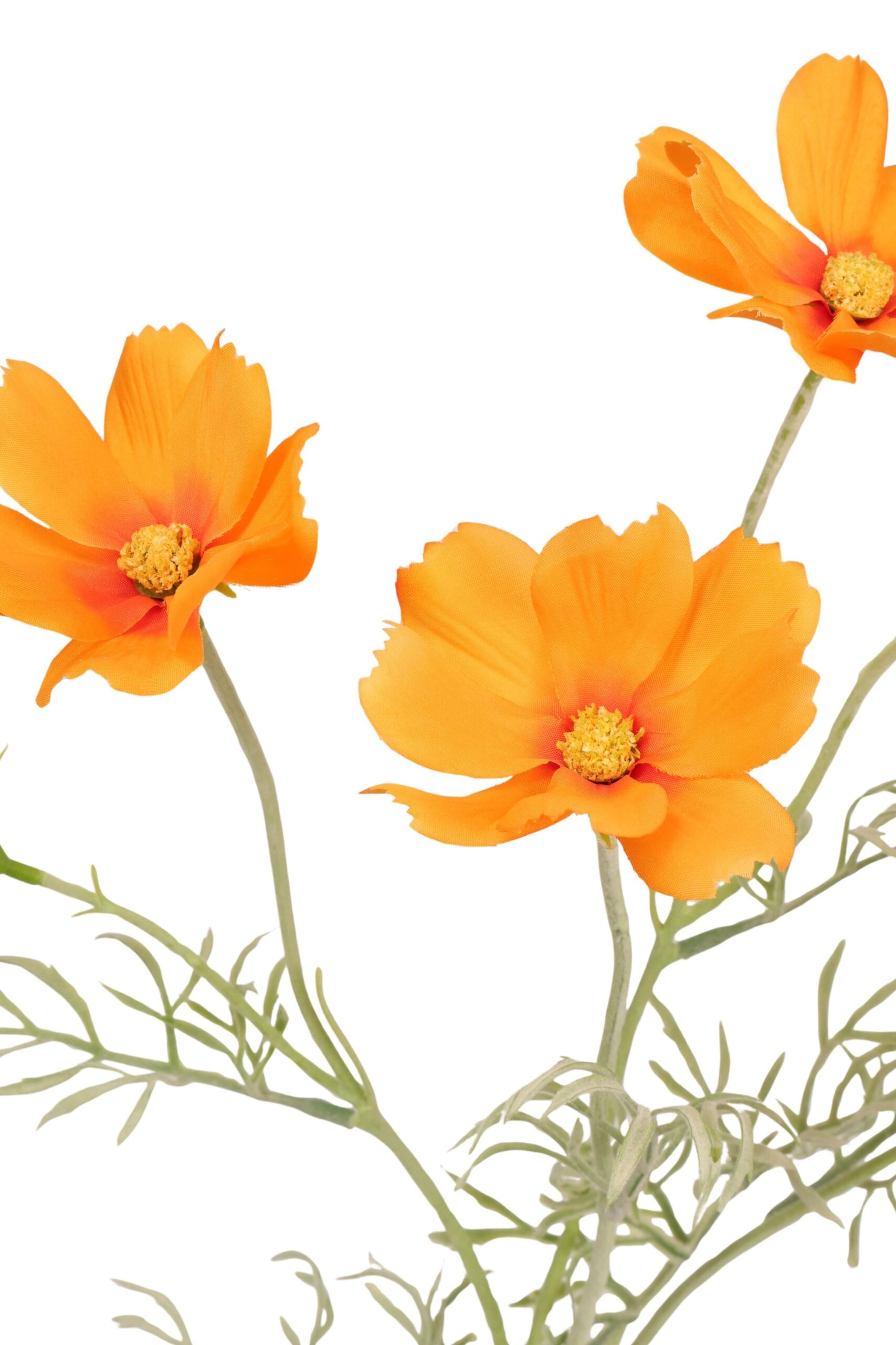 Cosmea tak x 5 62 cm oranje, foto 2 van 2