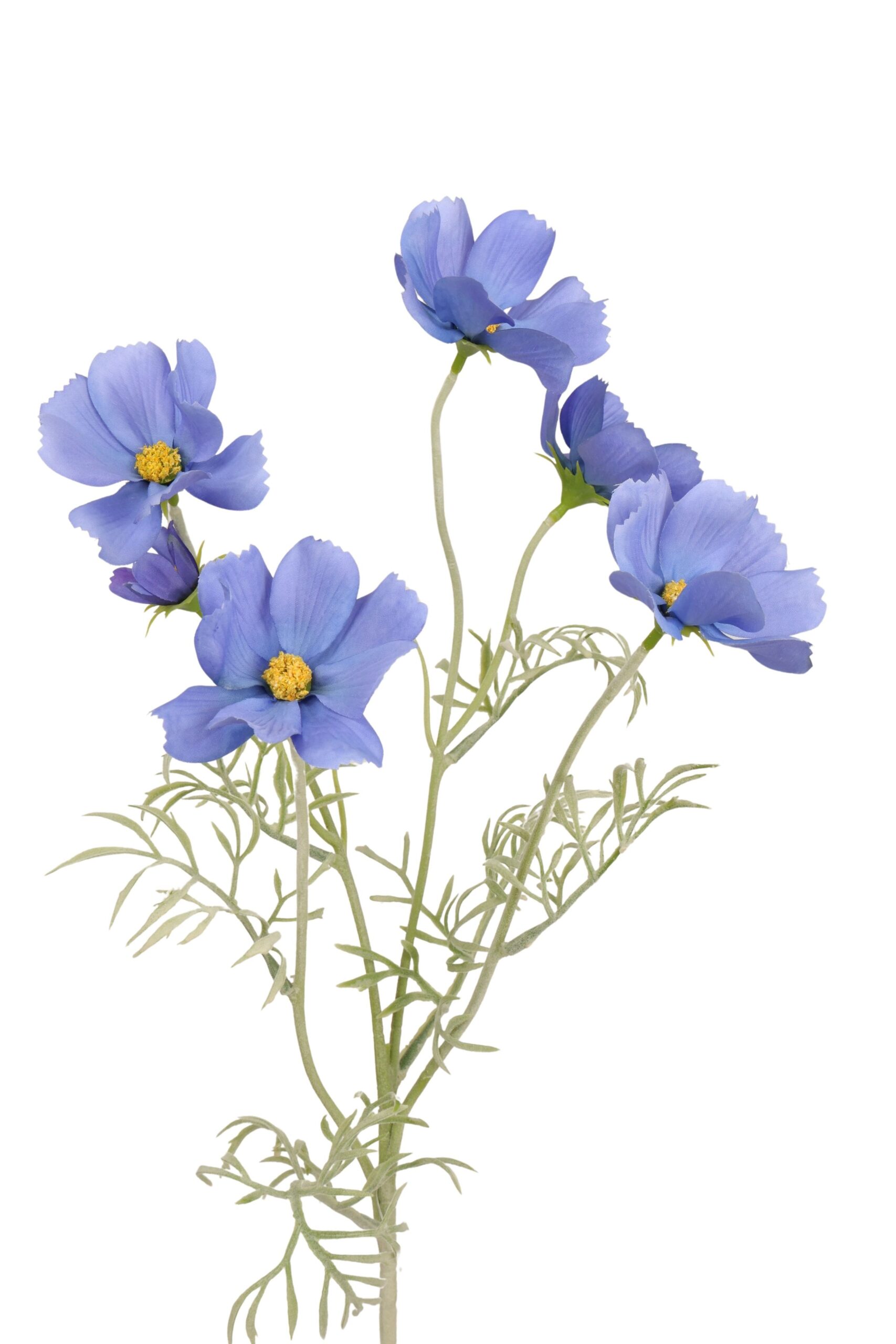 Cosmea tak x 5 62 cm blauw