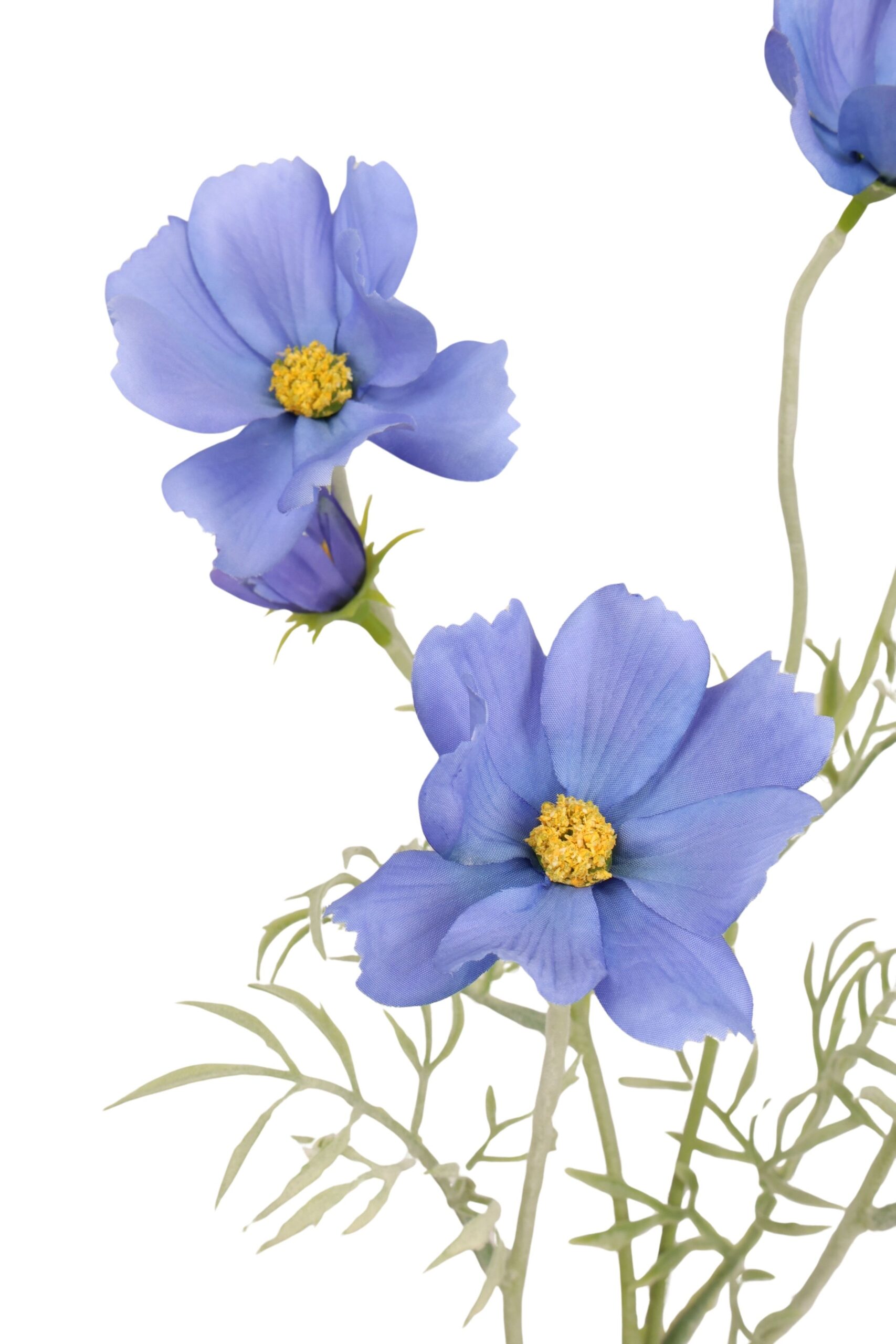 Cosmea tak x 5 62 cm blauw, foto 2 van 2