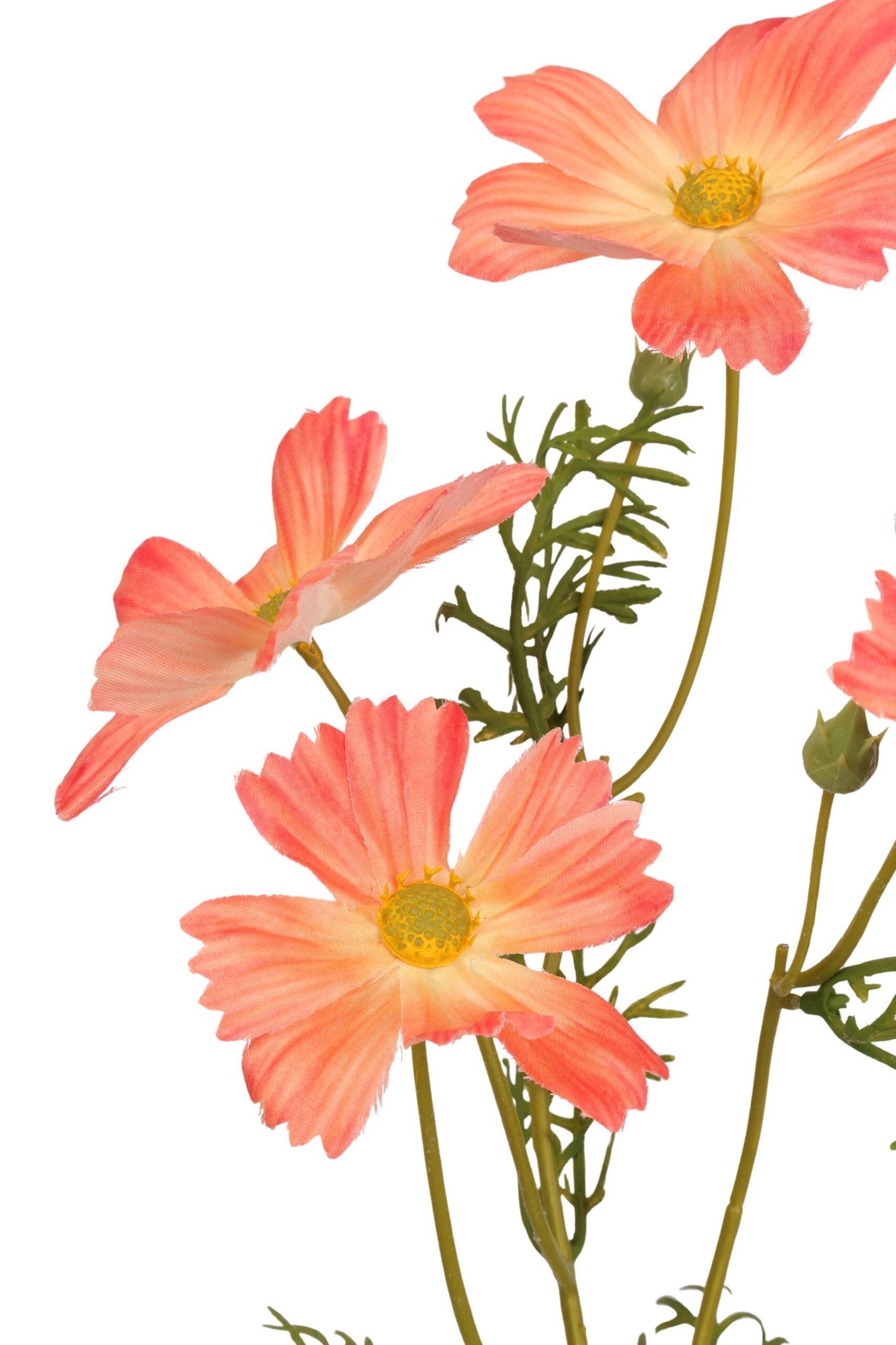Cosmea tak x 4 60 cm oranje, foto 2 van 2