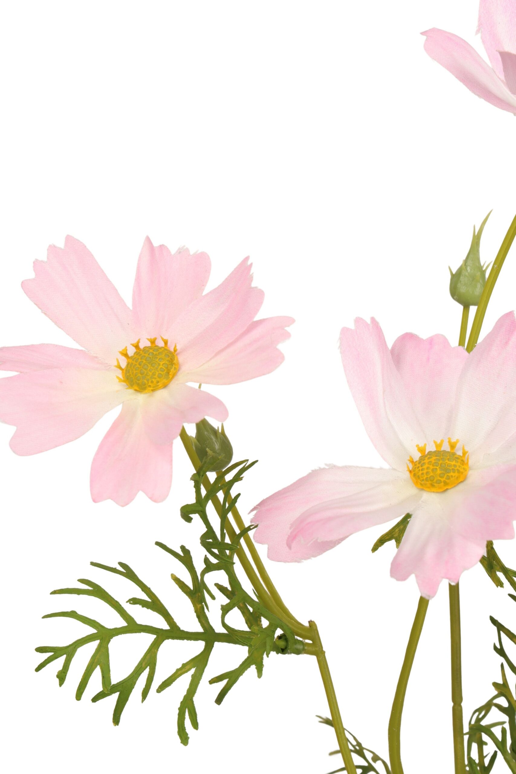 Cosmea tak x 4 60 cm lichtroze, foto 2 van 2