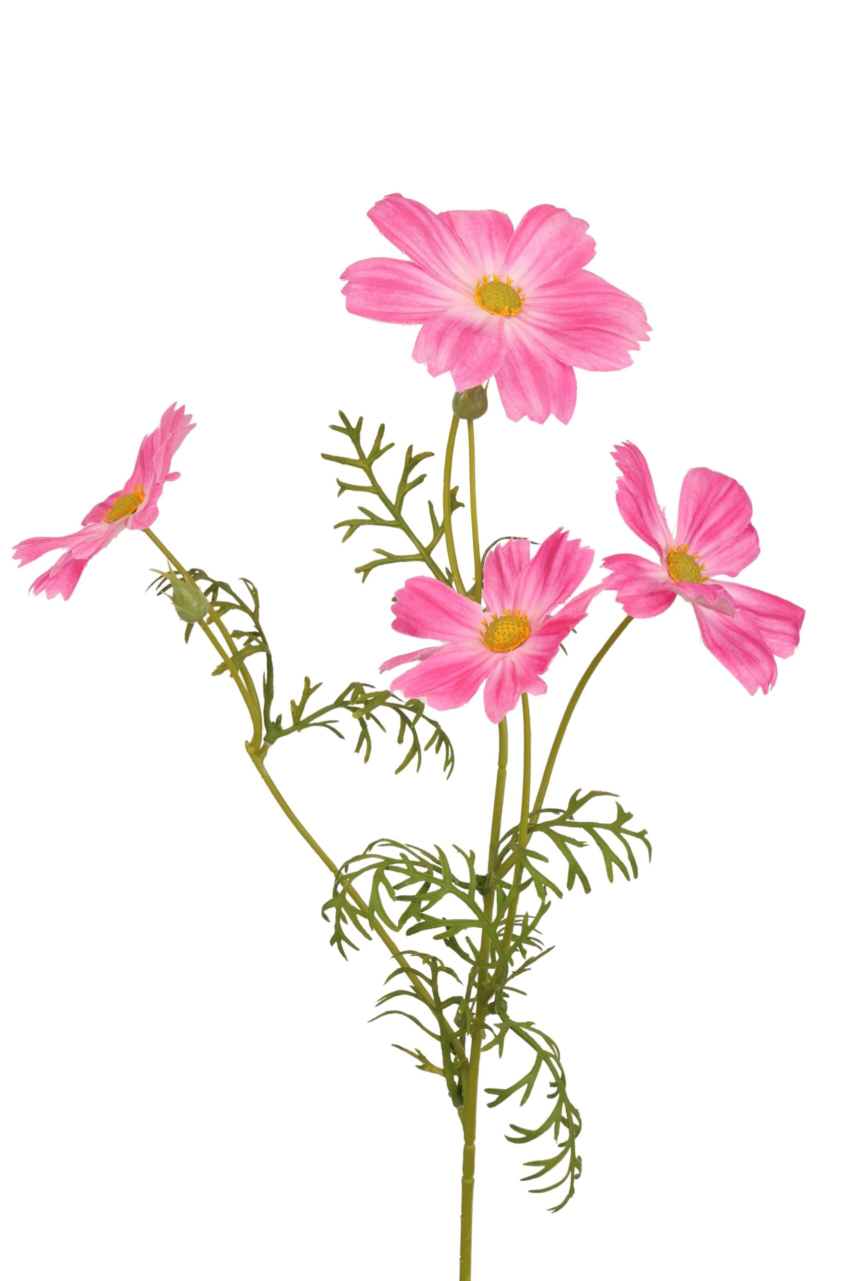 Cosmea tak x 4 60 cm cerise