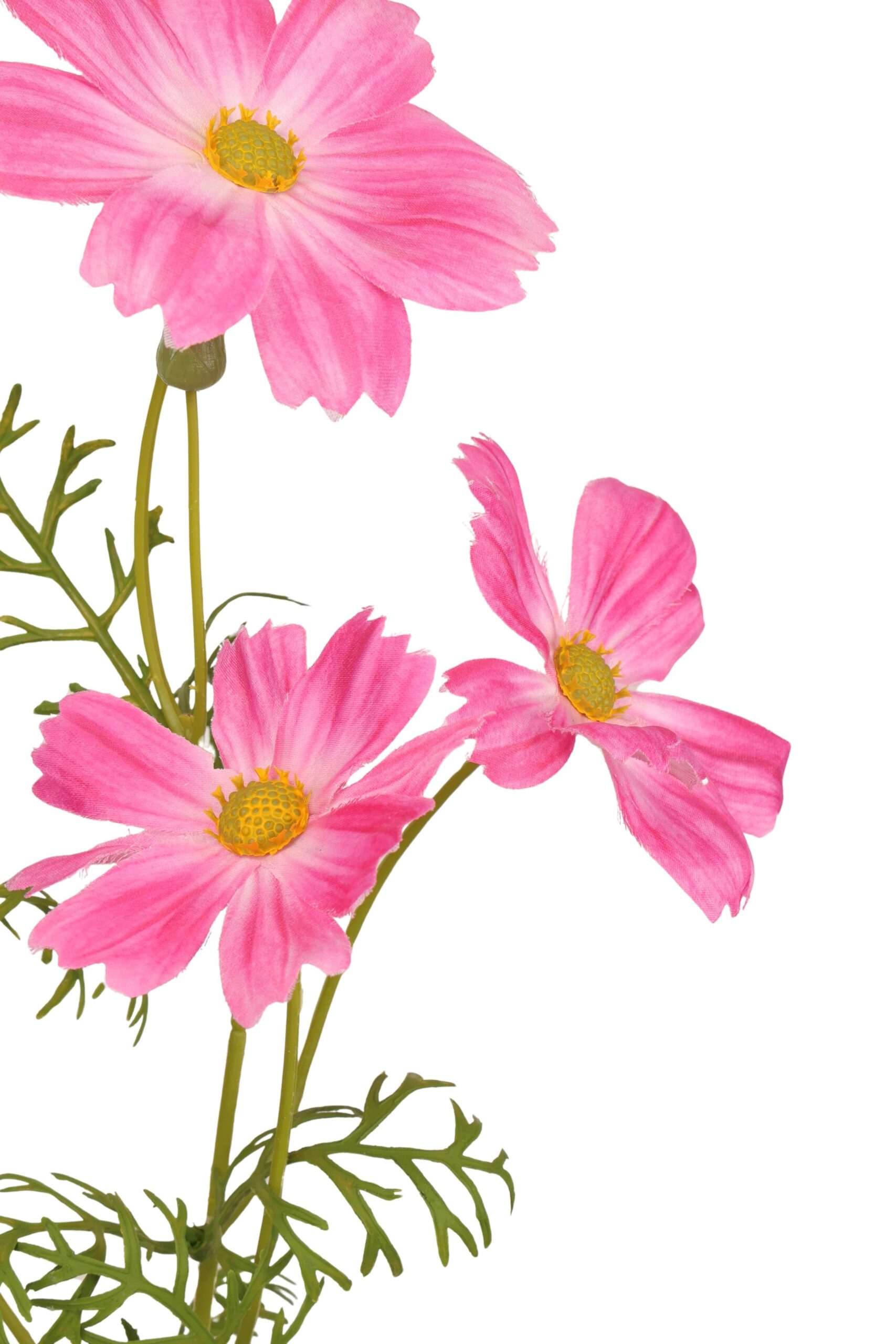 Cosmea tak x 4 60 cm cerise, foto 2 van 2