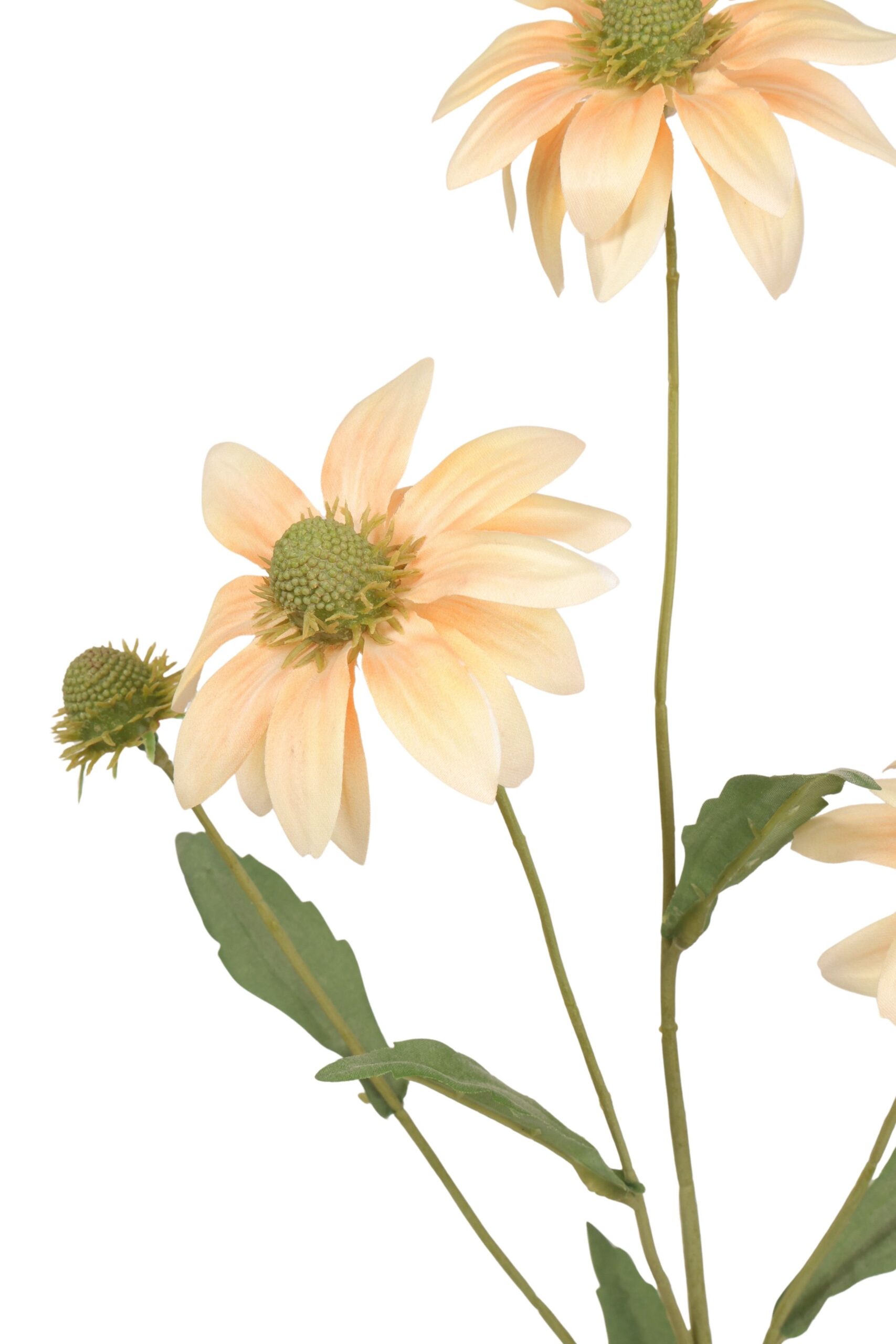 Rudbeckia tak x 3 en knop 68 cm perzik, foto 2 van 2