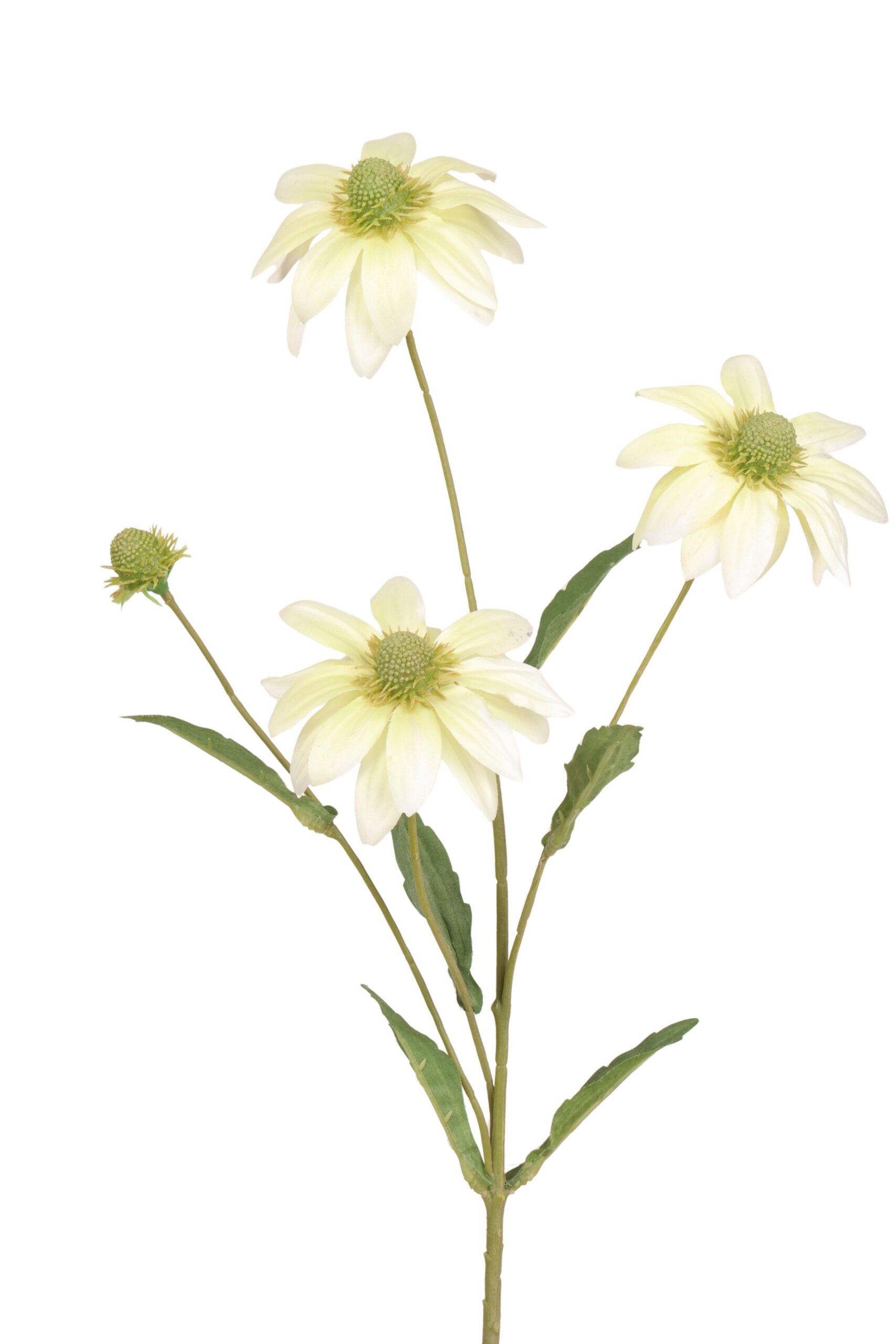 Rudbeckia tak x 3 en knop 68 cm crème