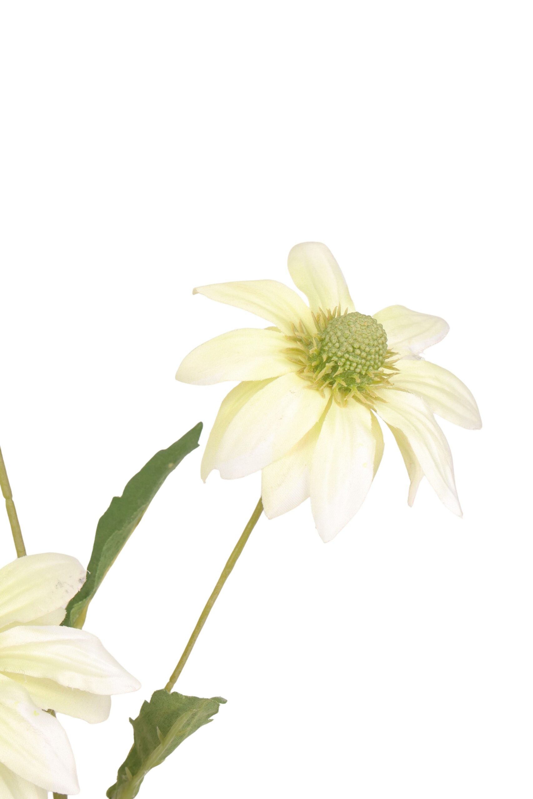 Rudbeckia tak x 3 en knop 68 cm crème, foto 2 van 2
