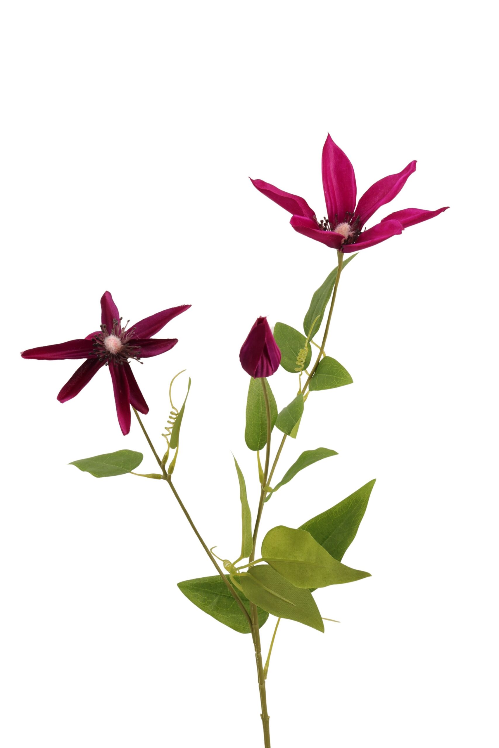 Clematis tak 75 cm fuchsia