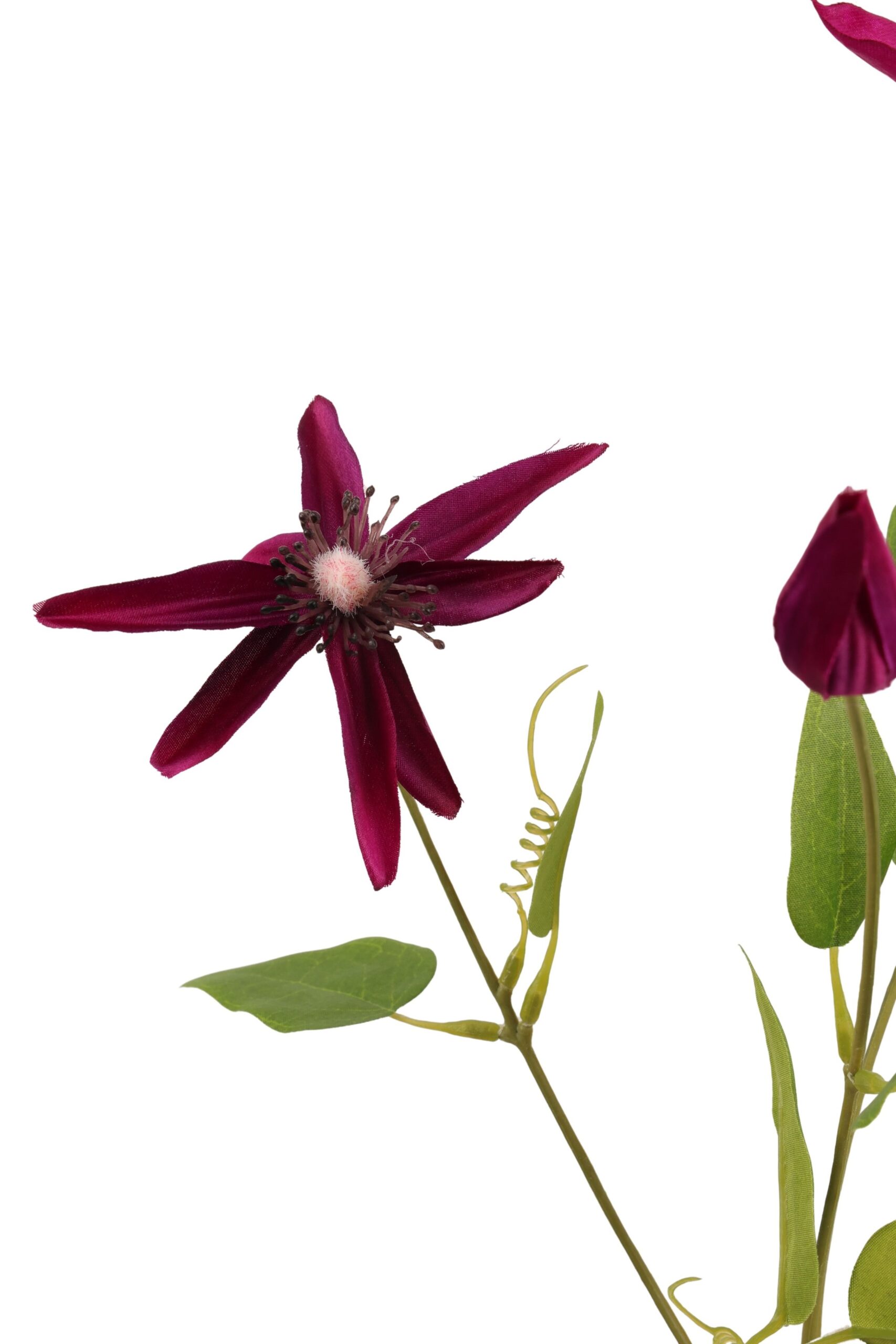 Clematis tak 75 cm fuchsia, foto 2 van 2
