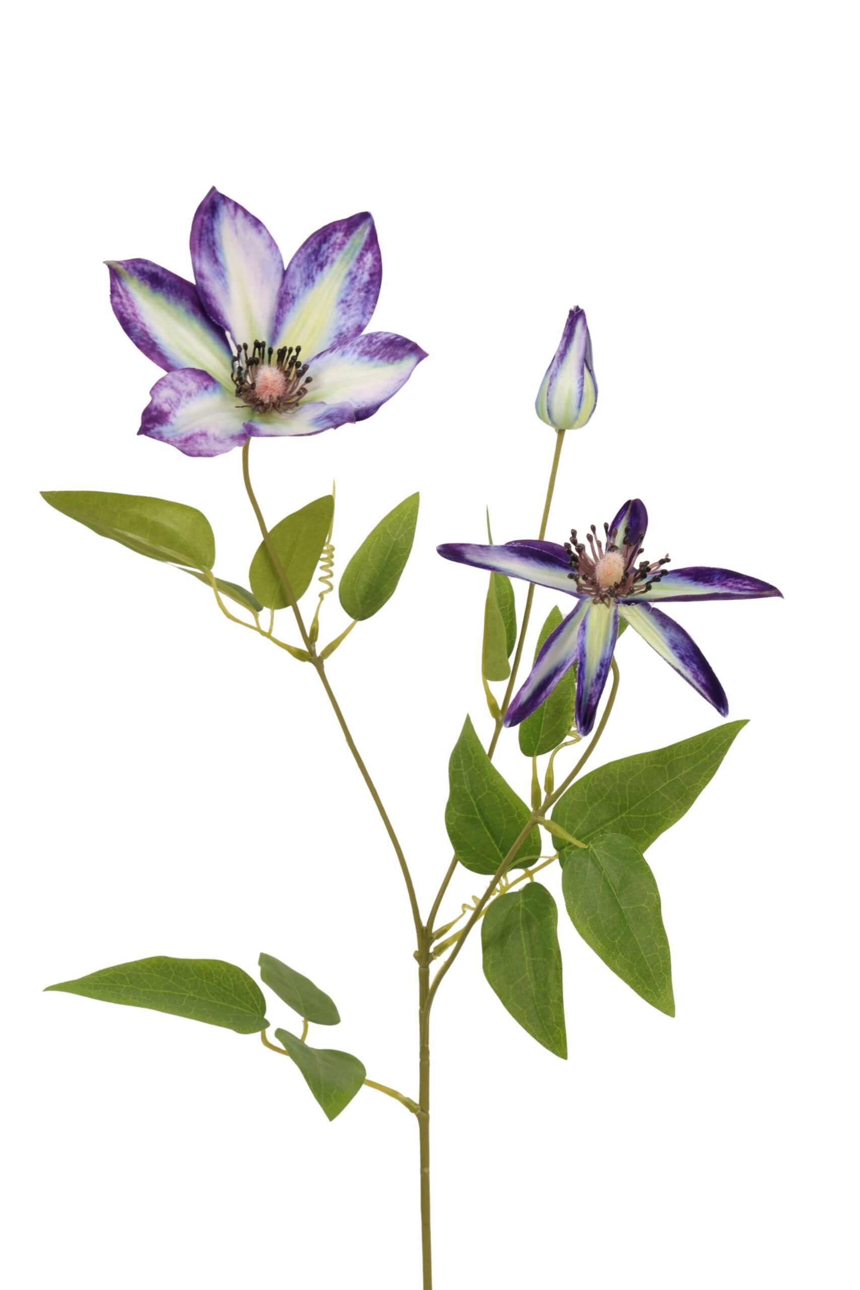 Clematis tak 75 cm paars/wit