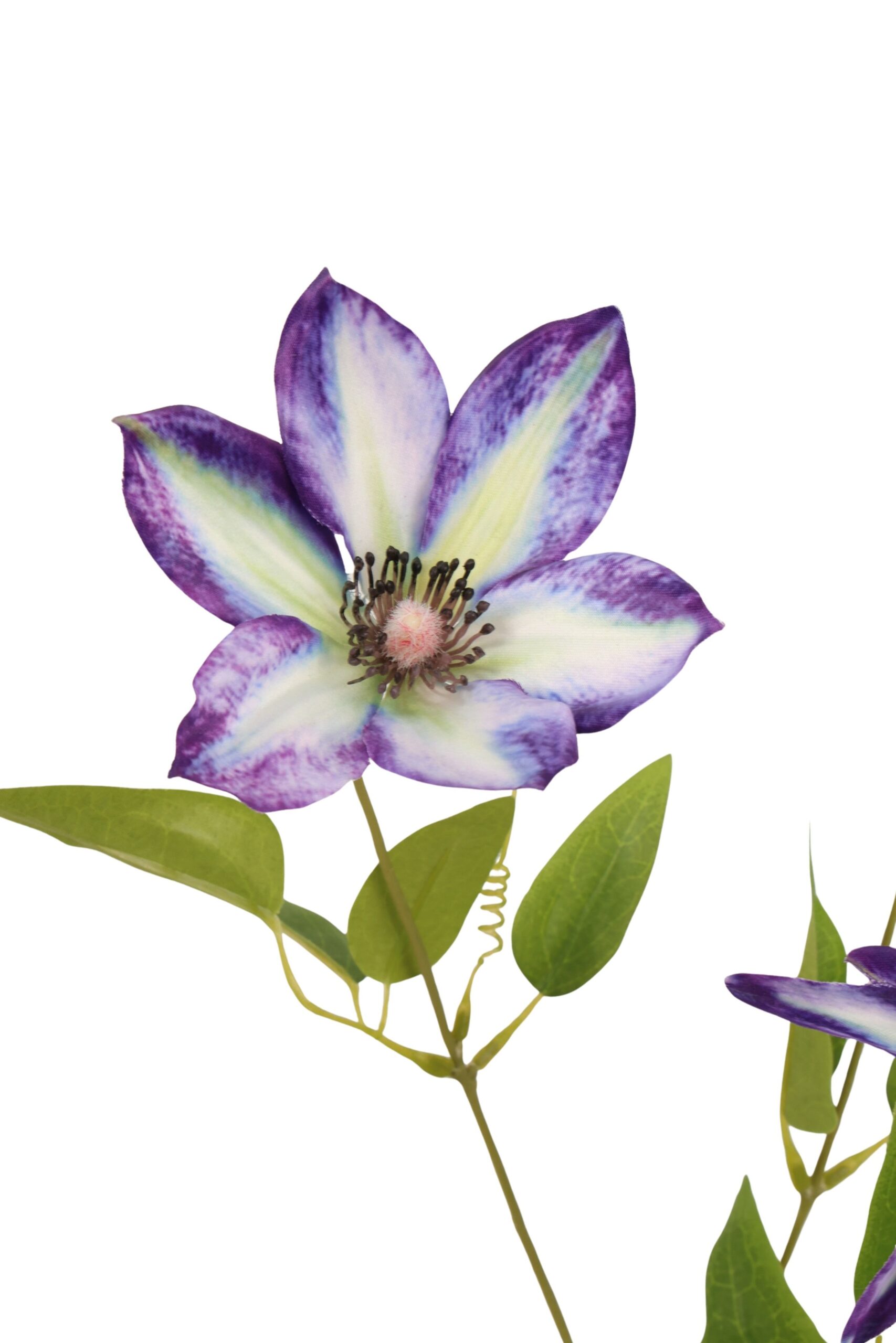 Clematis tak 75 cm paars/wit, foto 2 van 2