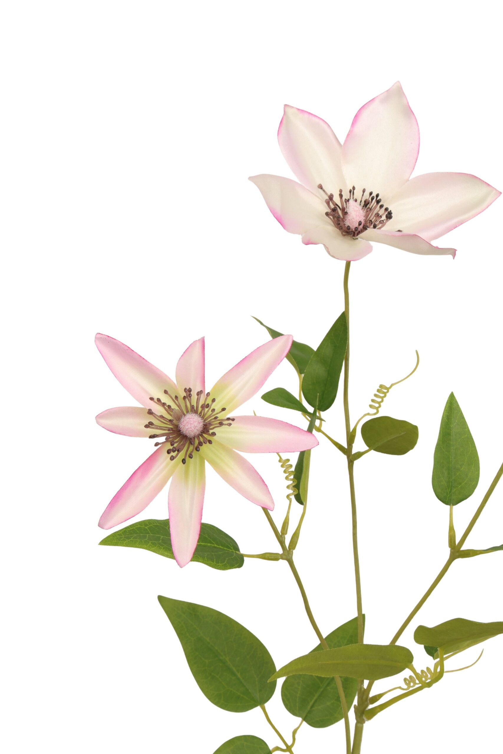 Clematis tak 75 cm lichtroze, foto 2 van 2