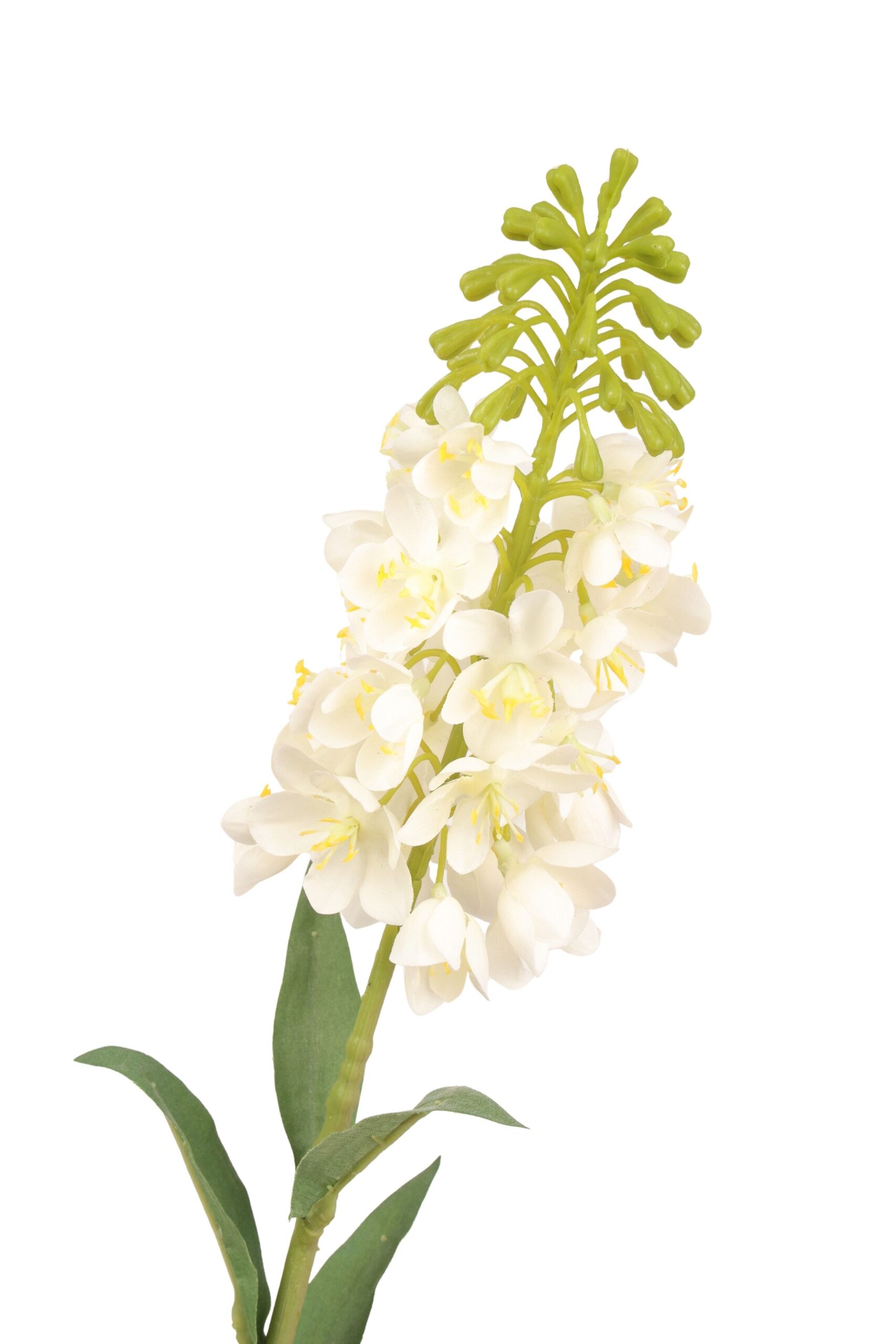 Ornithogalum tak 85 cm wit, foto 2 van 2