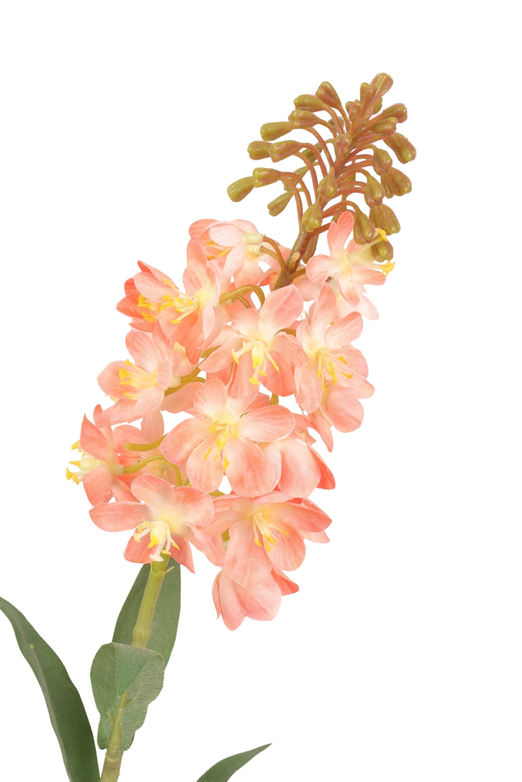 Ornithogalum tak 85 cm perzik, foto 2 van 2