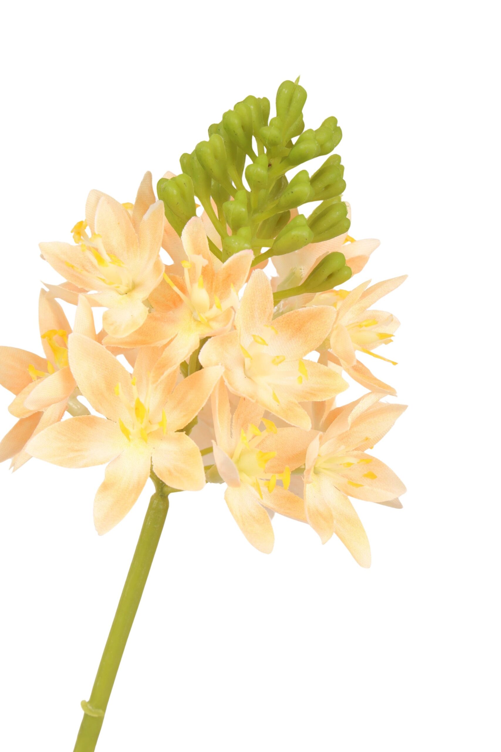 Ornithogalum tak 72 cm zalm, foto 2 van 2
