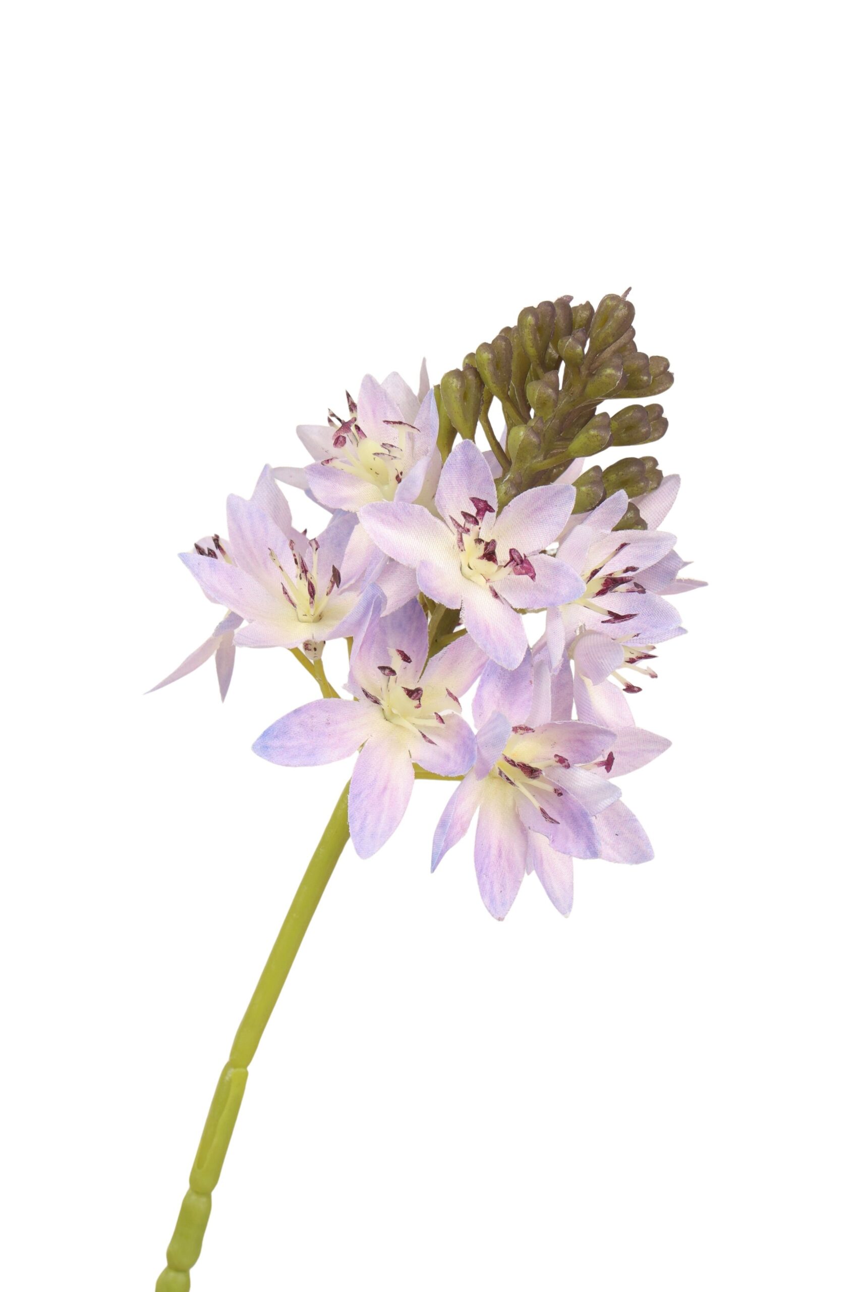 Ornithogalum tak 72 cm lila, foto 2 van 2