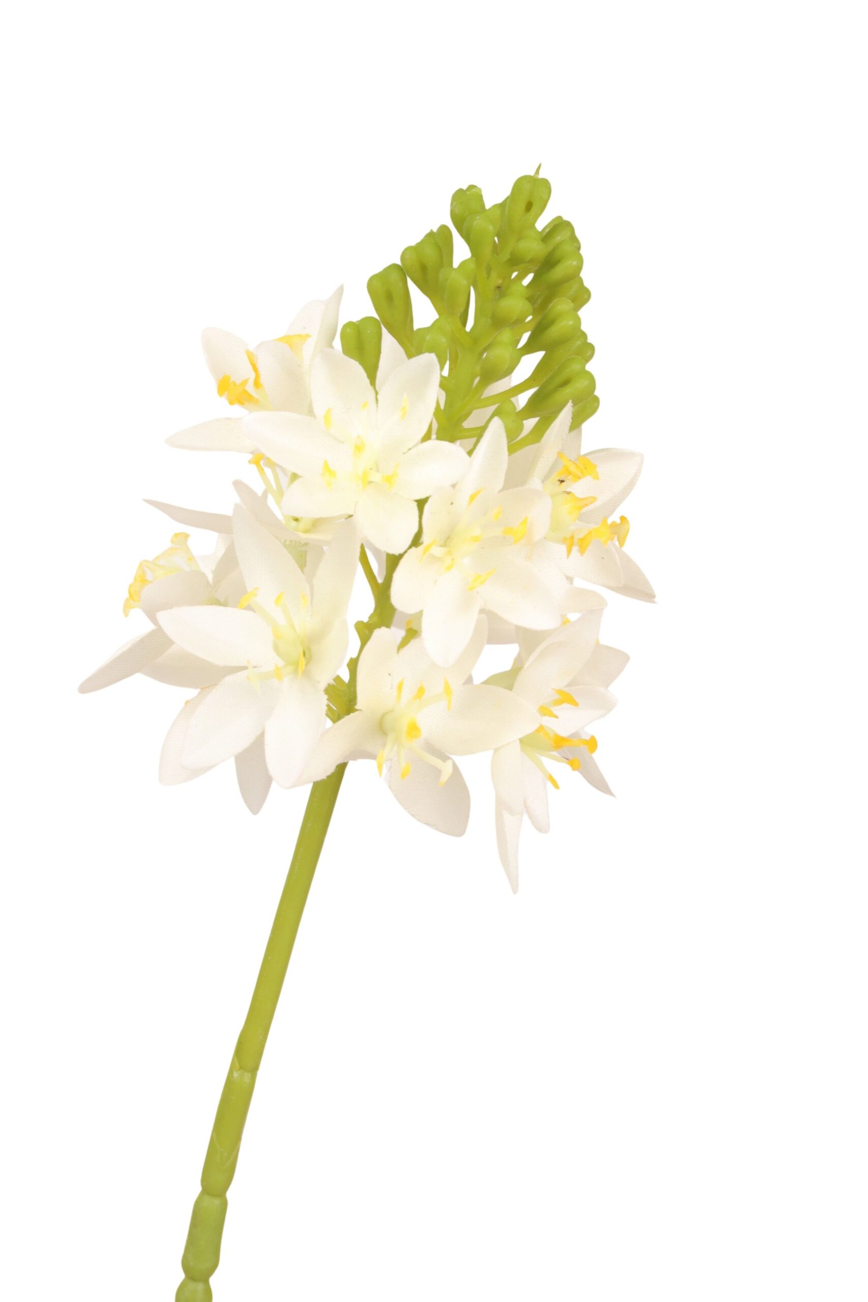 Ornithogalum tak 72 cm wit, foto 2 van 2