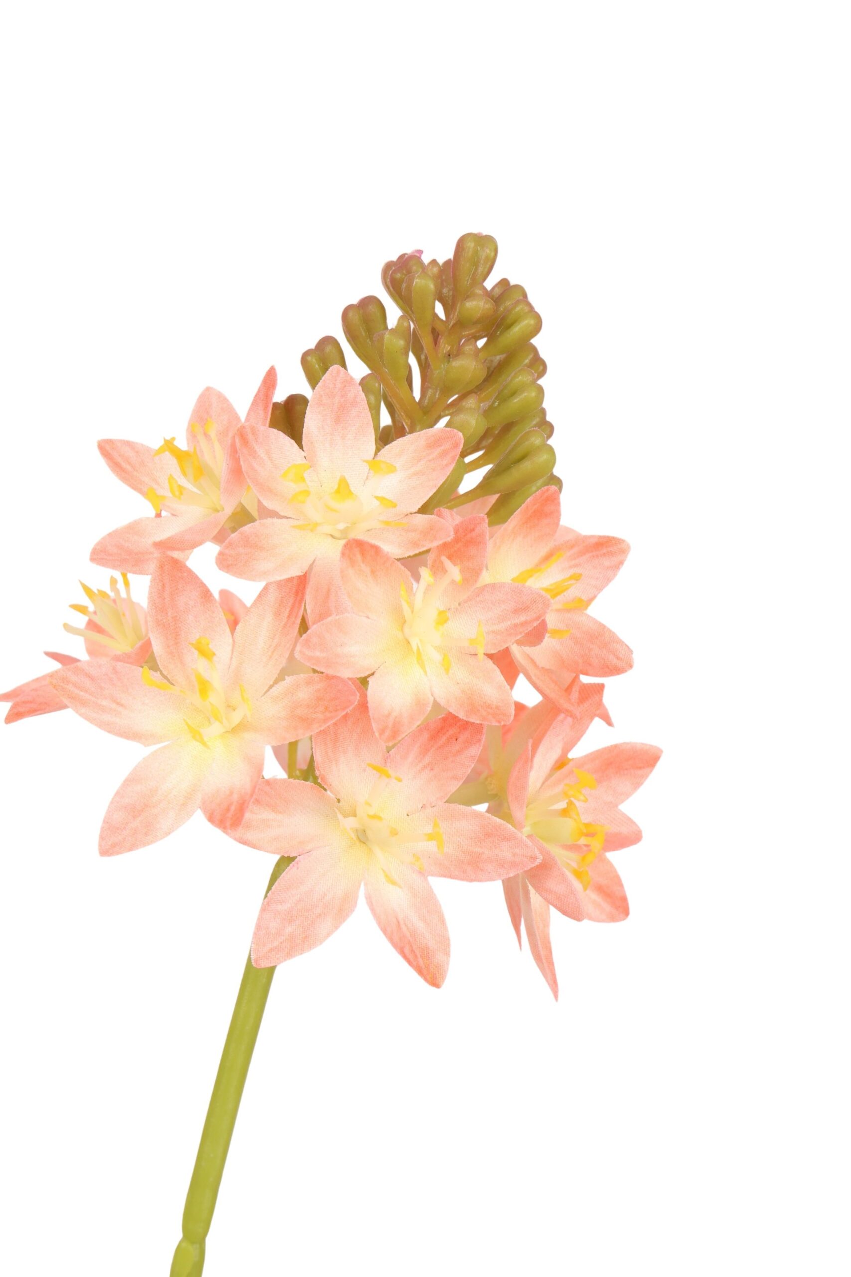 Ornithogalum tak 72 cm perzik, foto 2 van 2