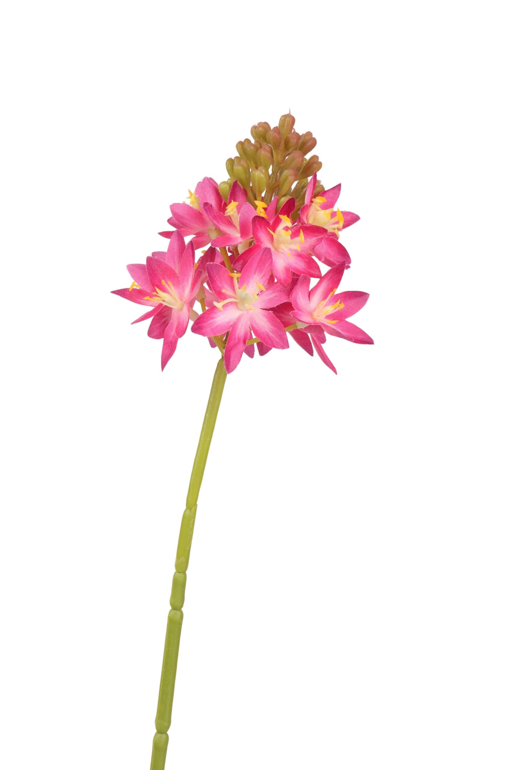 Ornithogalum tak 72 cm bordeaux