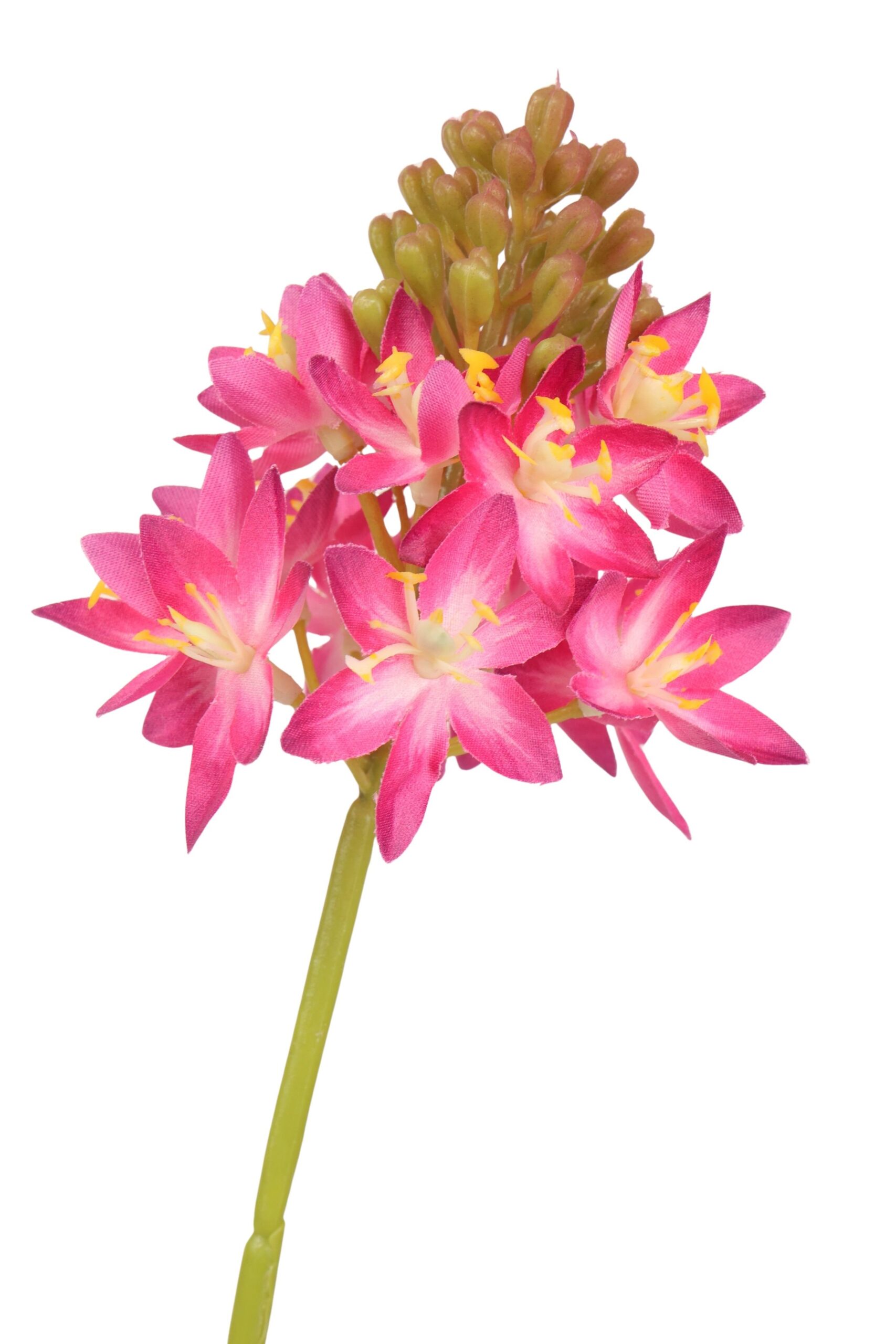 Ornithogalum tak 72 cm bordeaux, foto 2 van 2