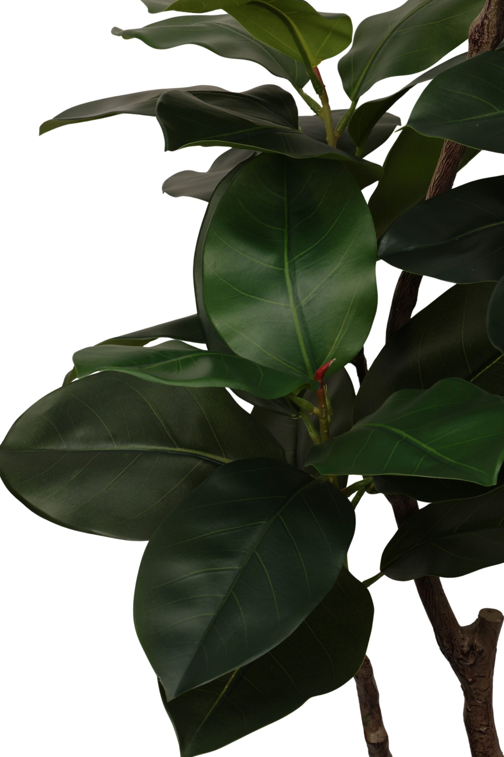 Ficus lyrata boom 145 cm groen, foto 2 van 2