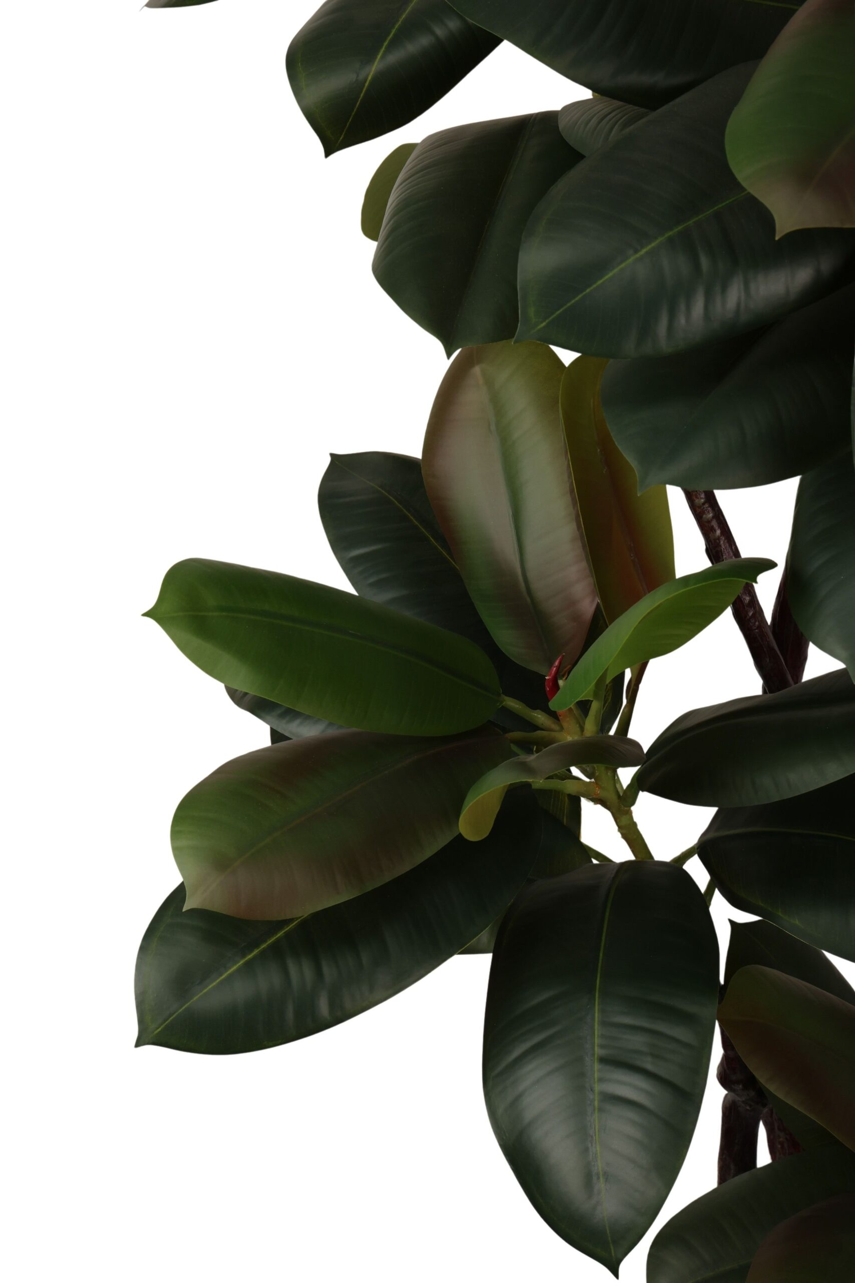 Ficus lyrata 180 cm groen, foto 2 van 2