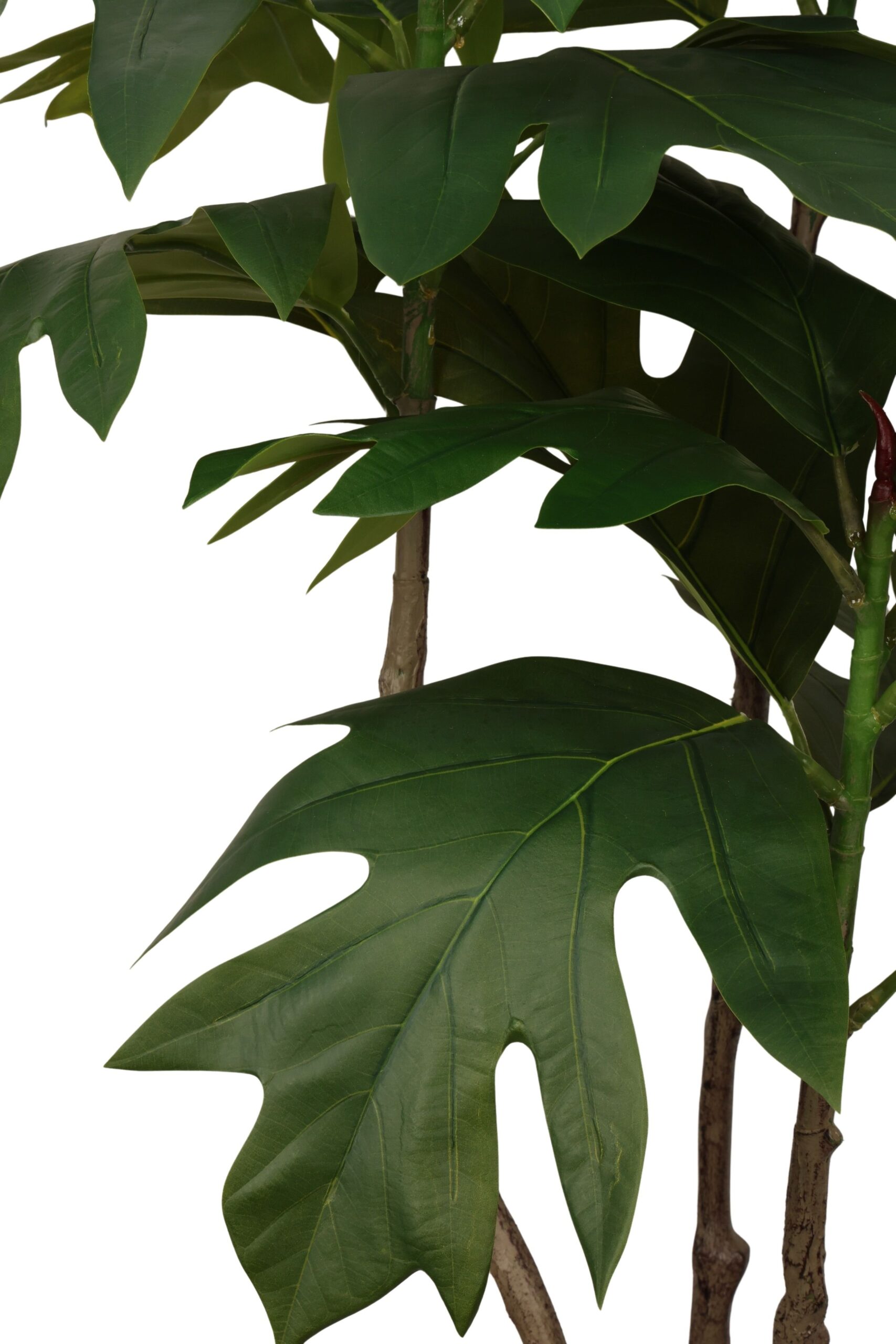 Aralia boom 150 cm groen, foto 2 van 2