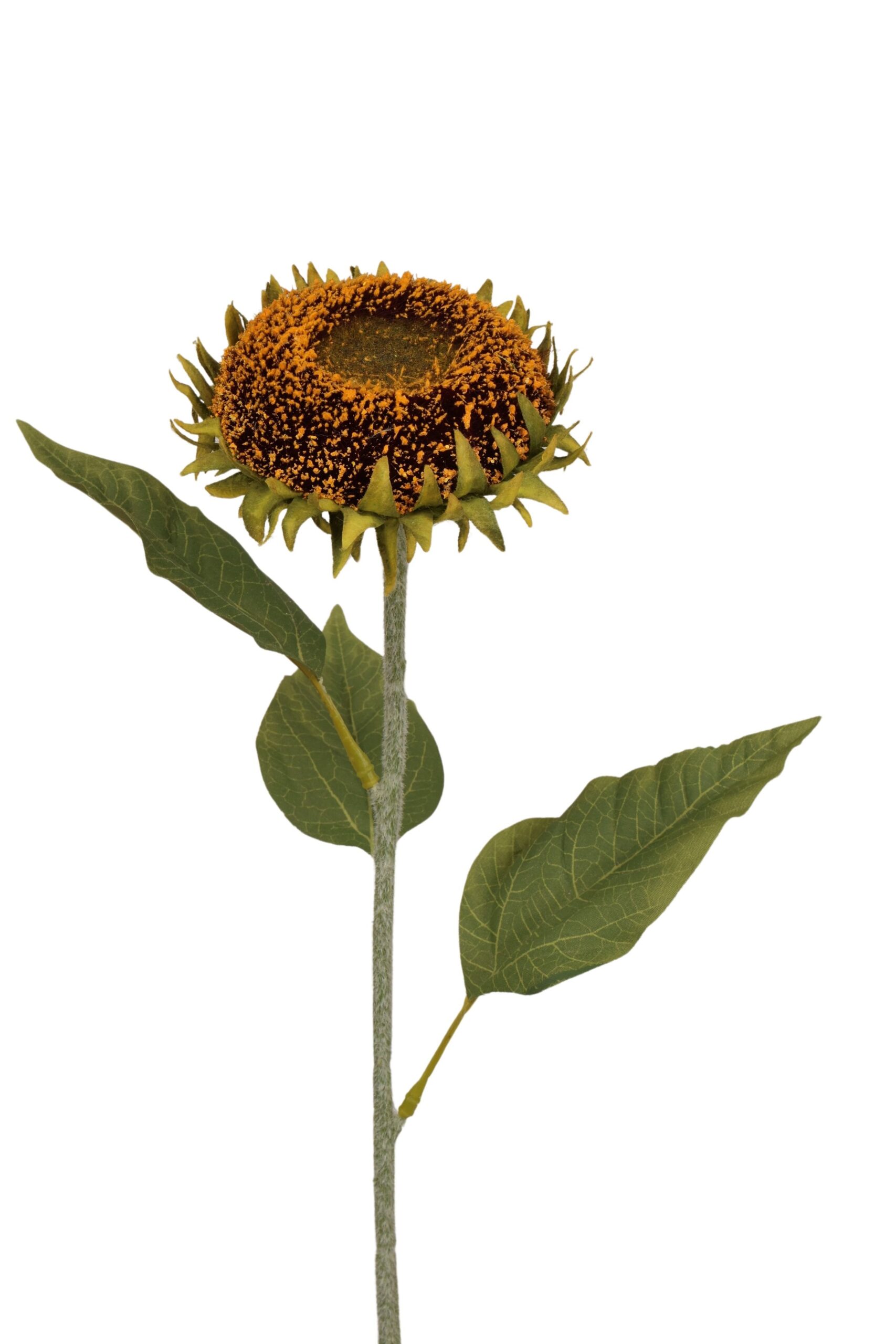 Zonnebloem knop 72 cm groen