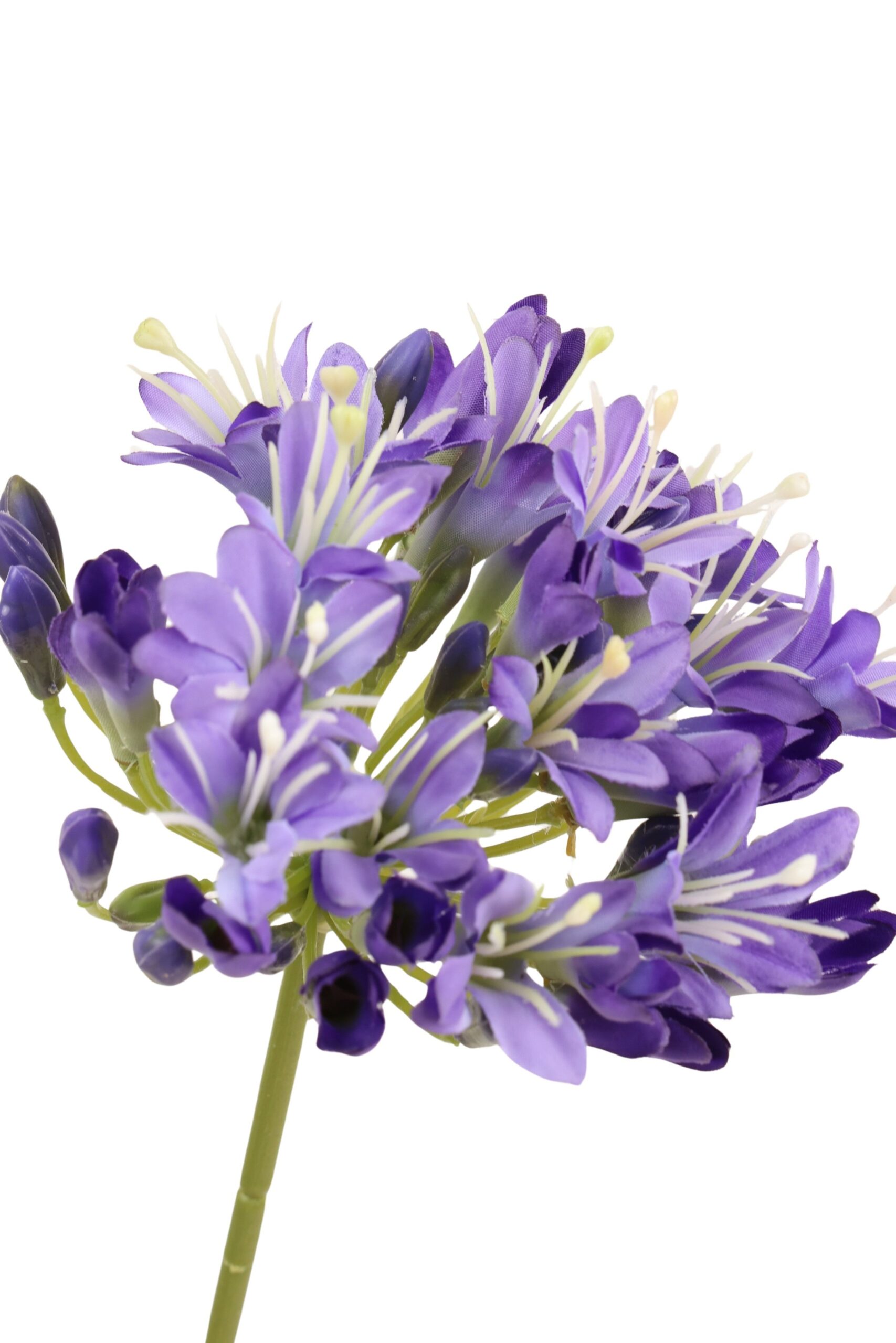 Agapanthus tak 75 cm blauw, foto 2 van 2