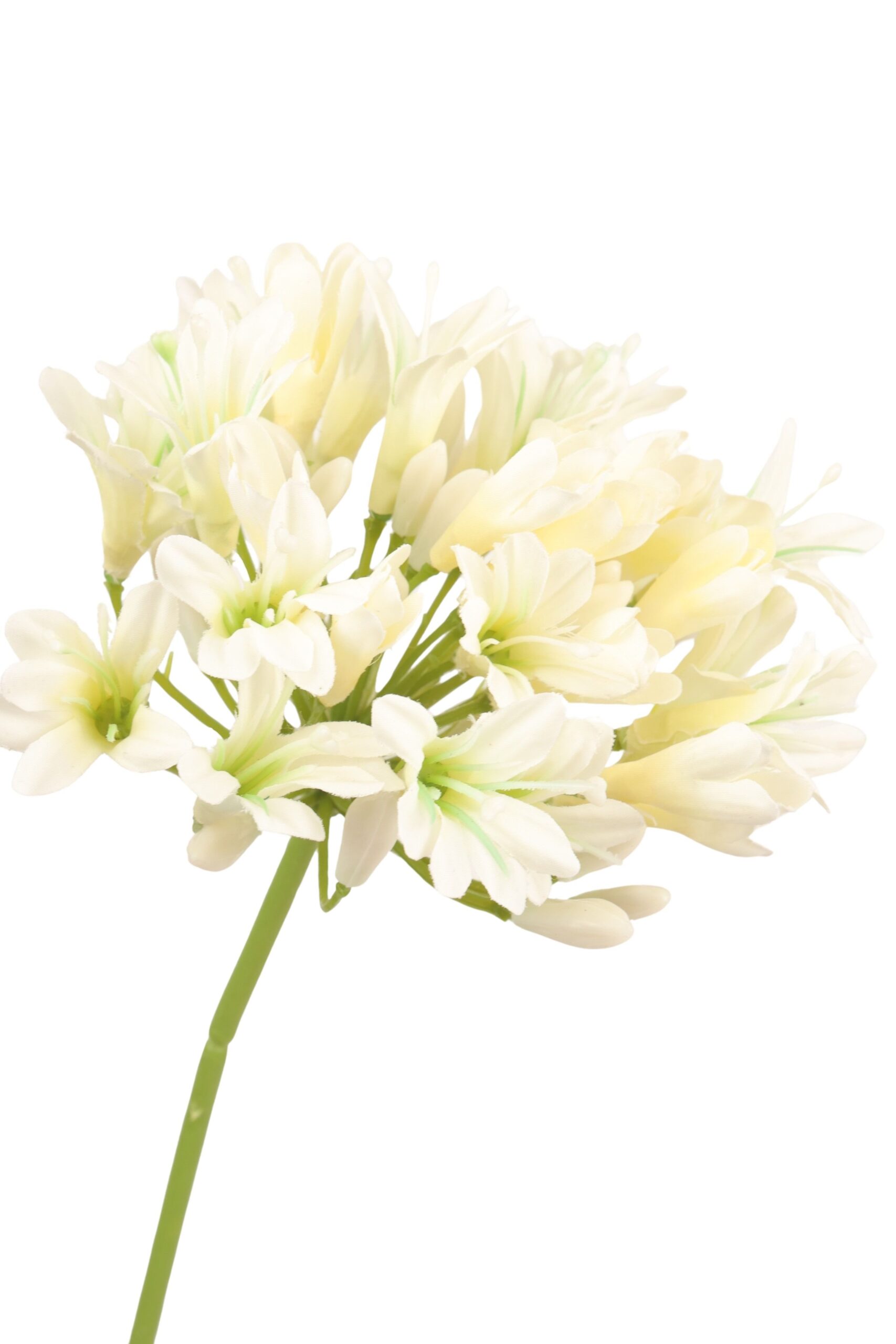 Agapanthus tak 75 cm wit, foto 2 van 2
