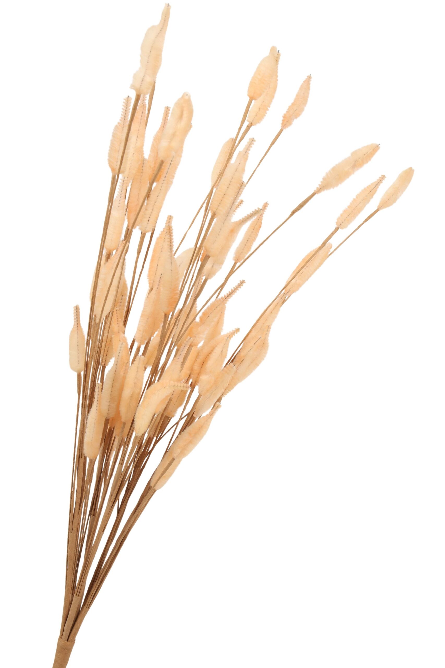 Lagurus bundel 65 cm crème