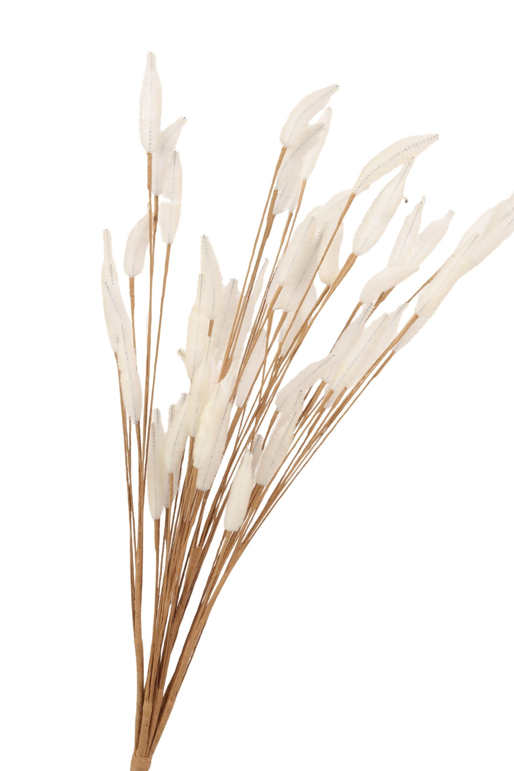 Lagurus bundel 65 cm wit