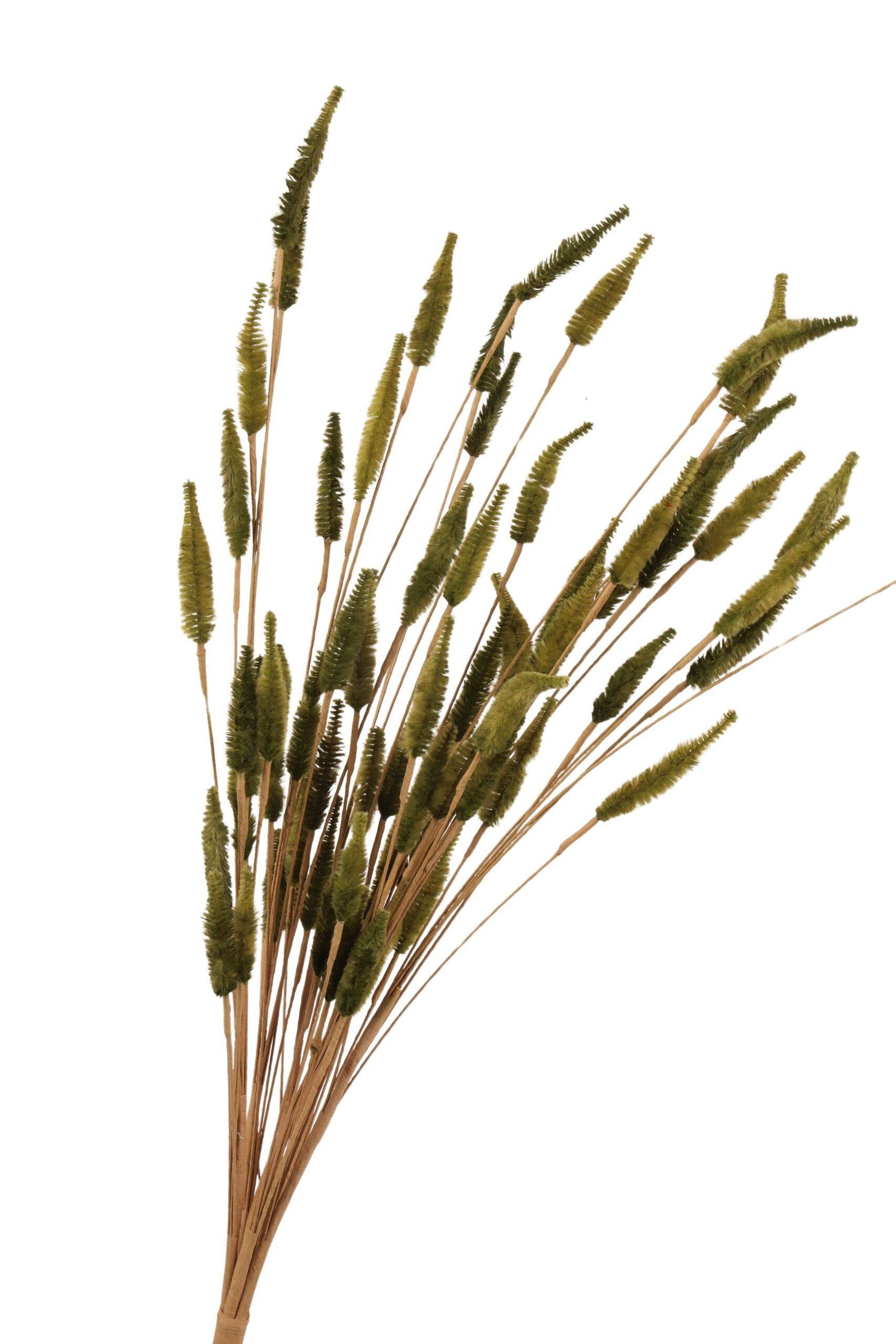 Lagurus bundel 65 cm donkergroen