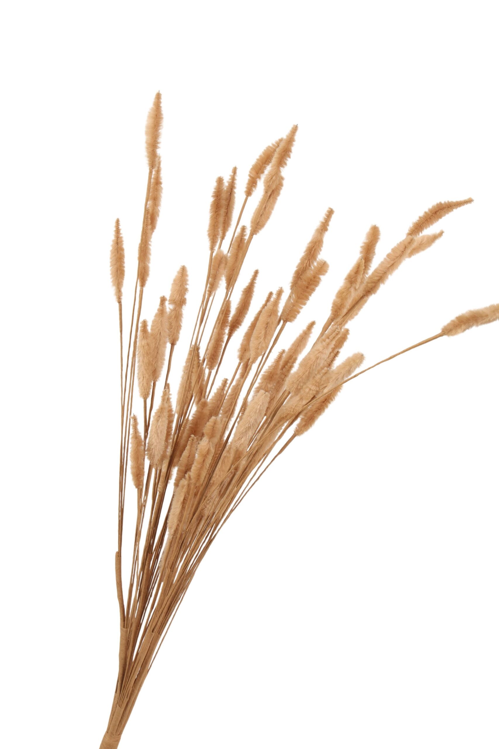 Lagurus bundel 65 cm beige
