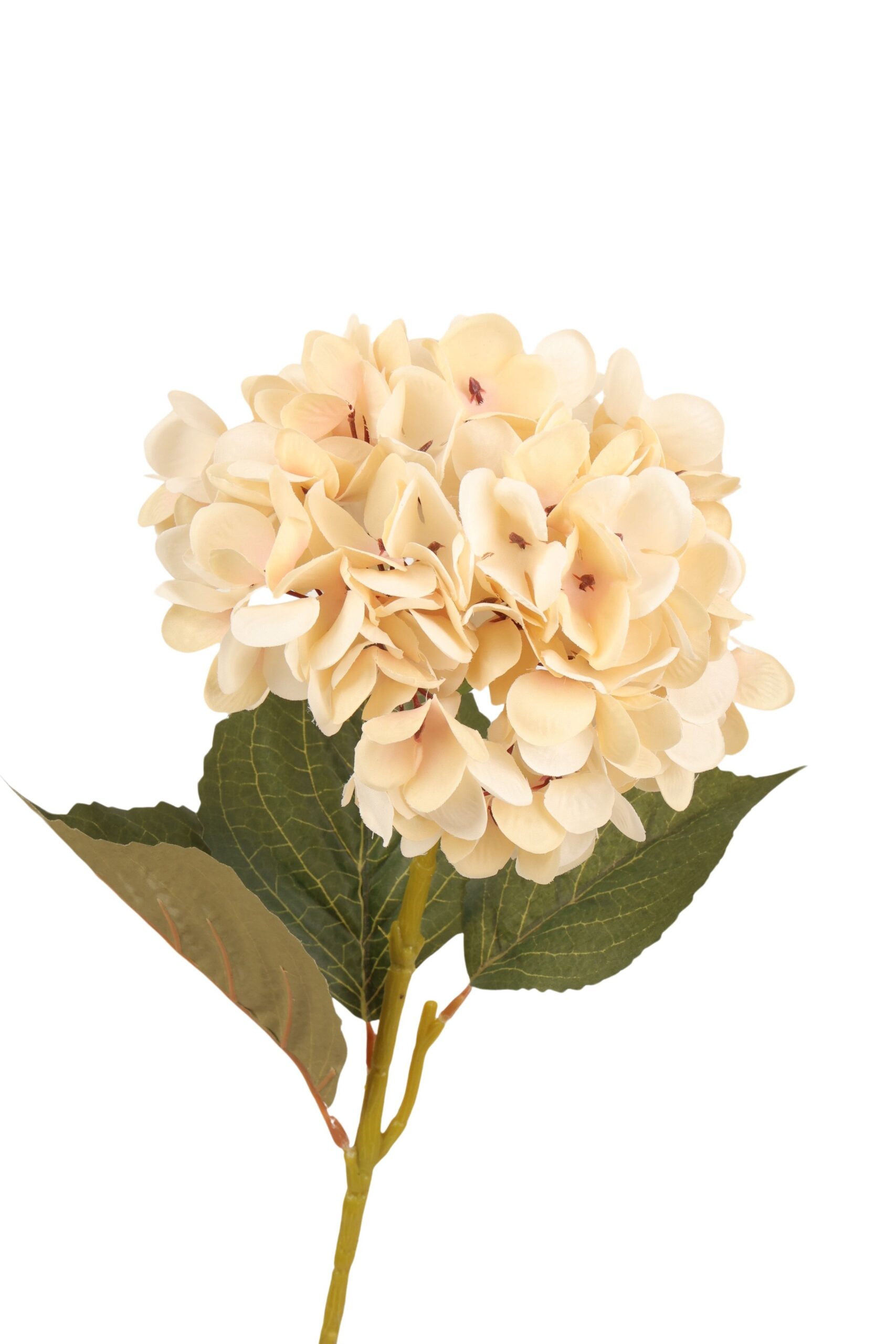 Hortensia x 1 62 cm crème