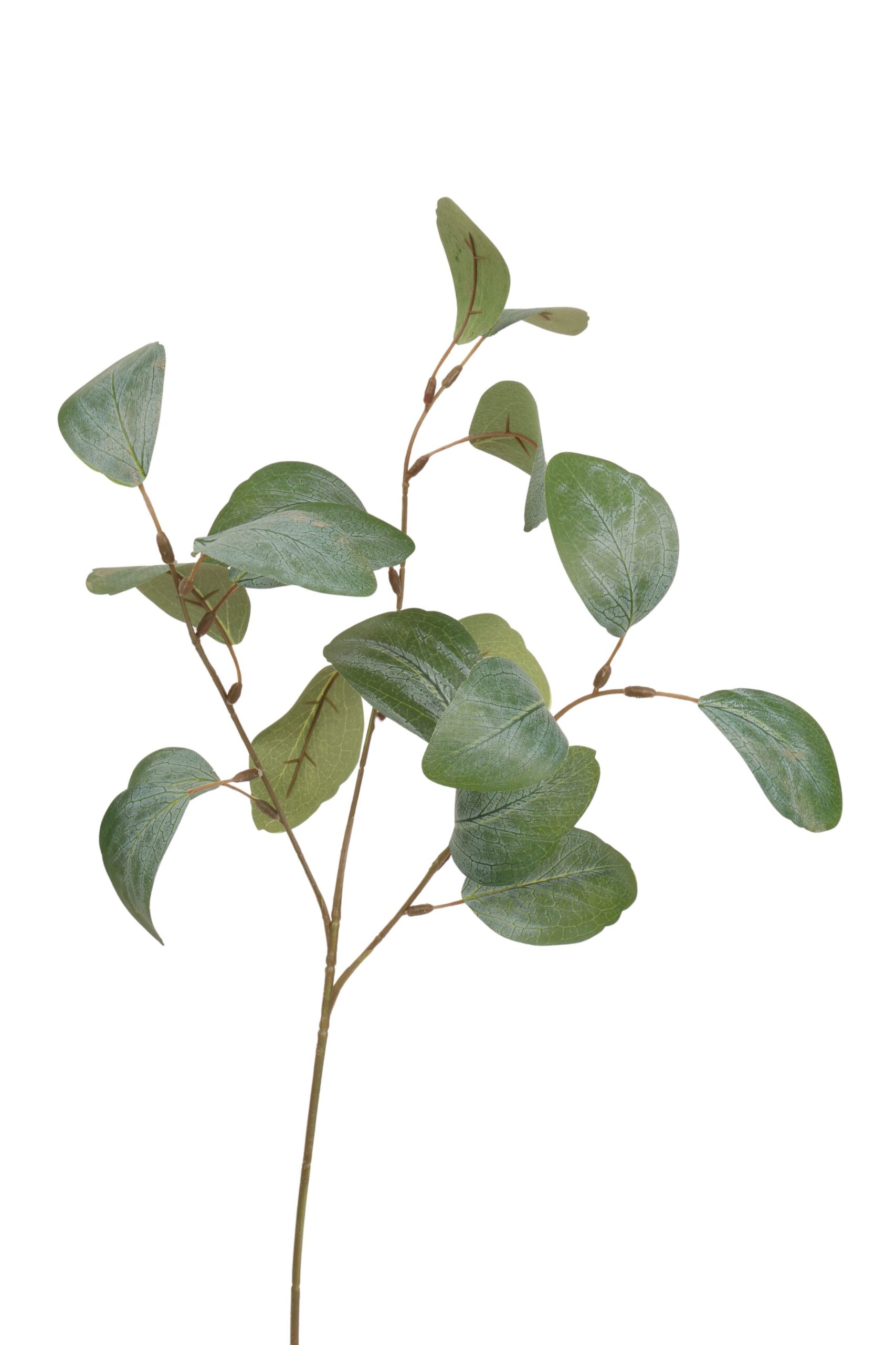 Eucalyptus tak 70 cm grijs