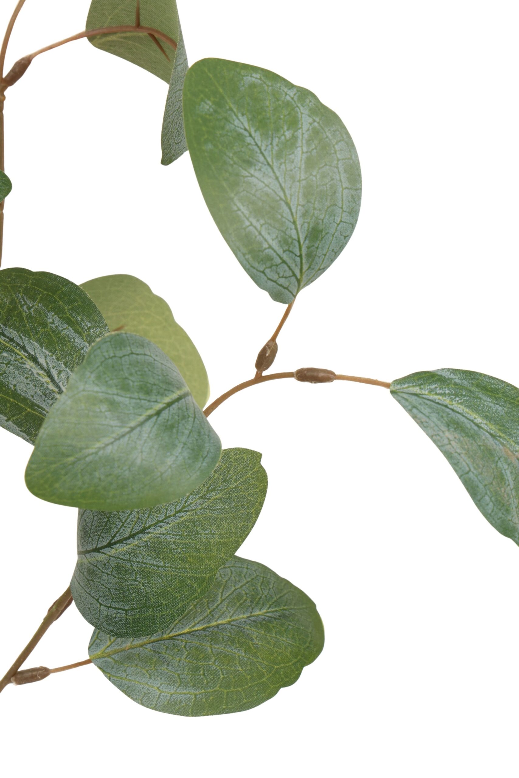 Eucalyptus tak 70 cm grijs, foto 2 van 2